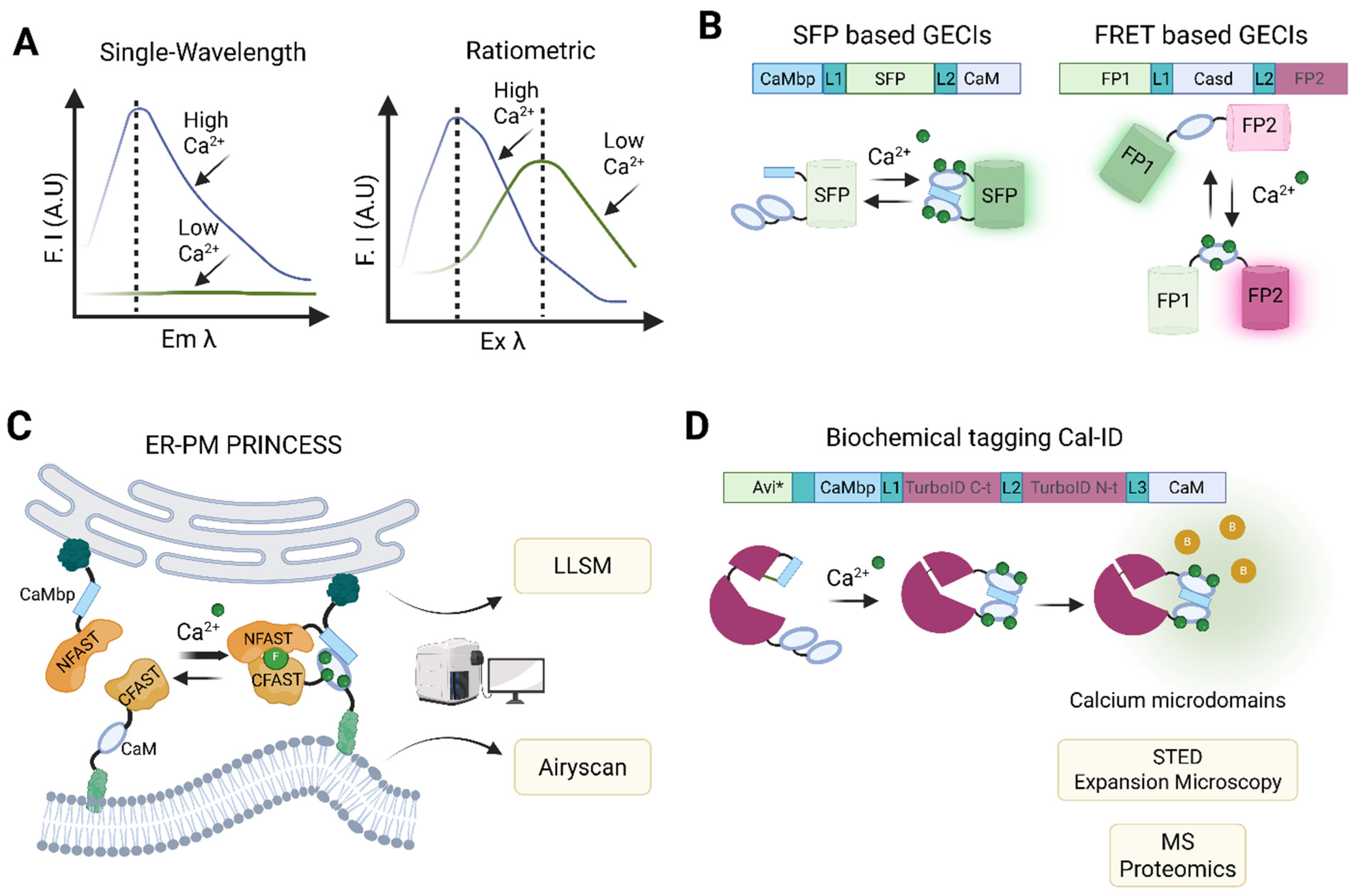 Biomolecules 15 00854 g004