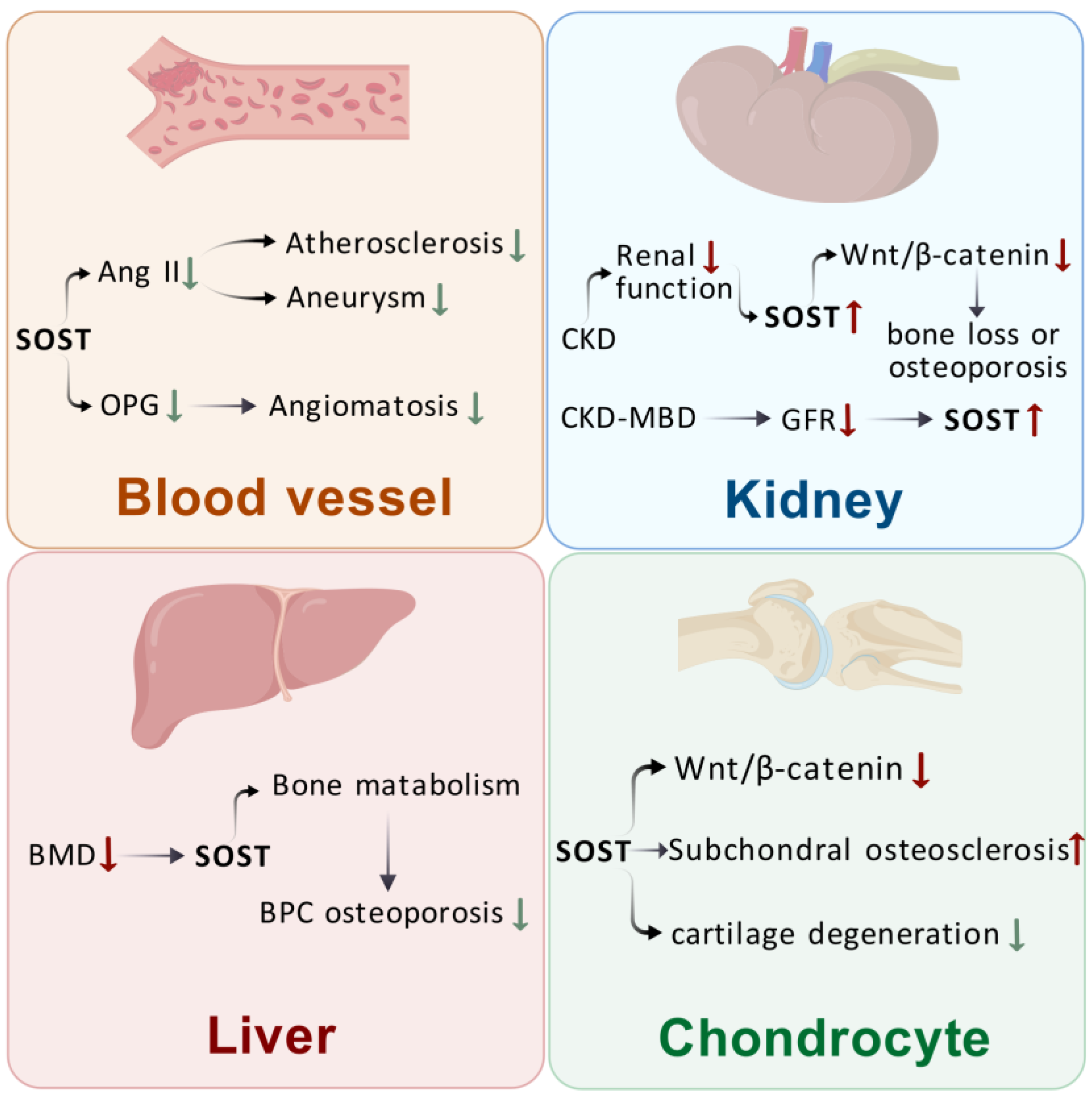 Biomolecules 15 00856 g002