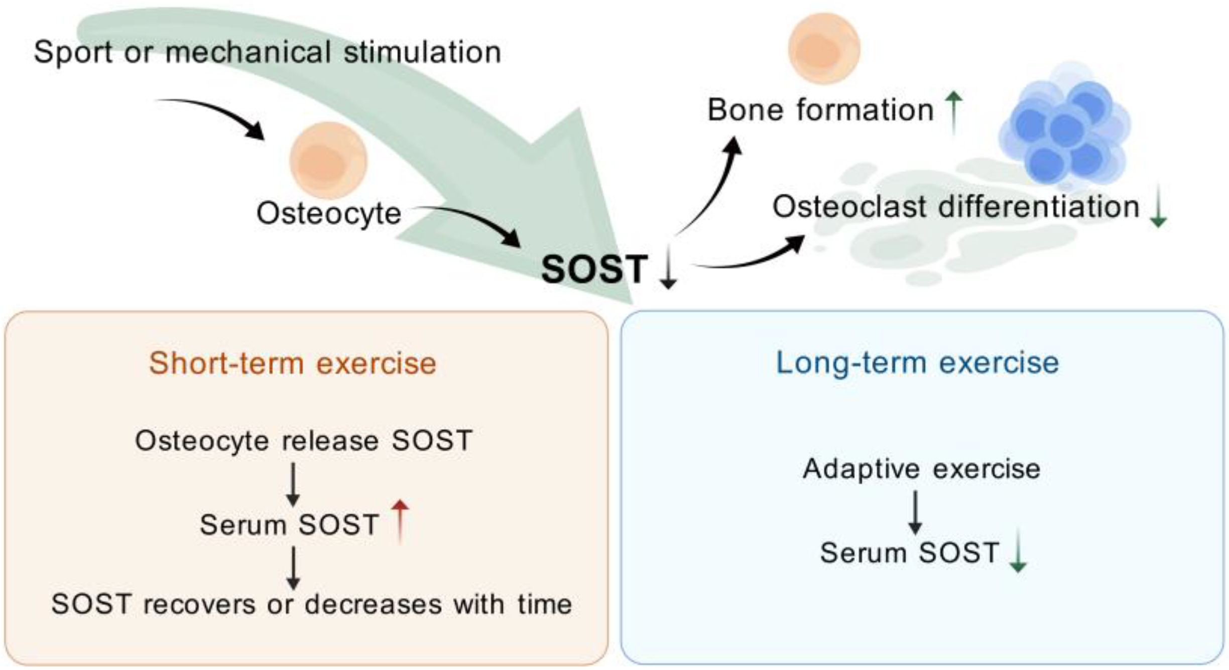 Biomolecules 15 00856 g003