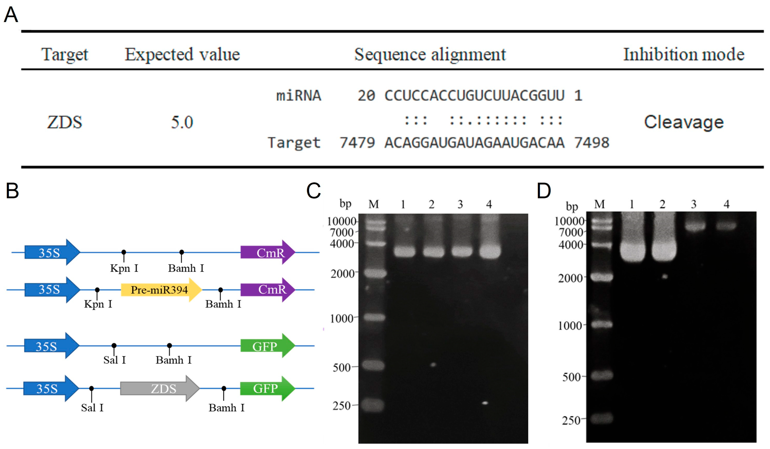 Biomolecules 15 00857 g008