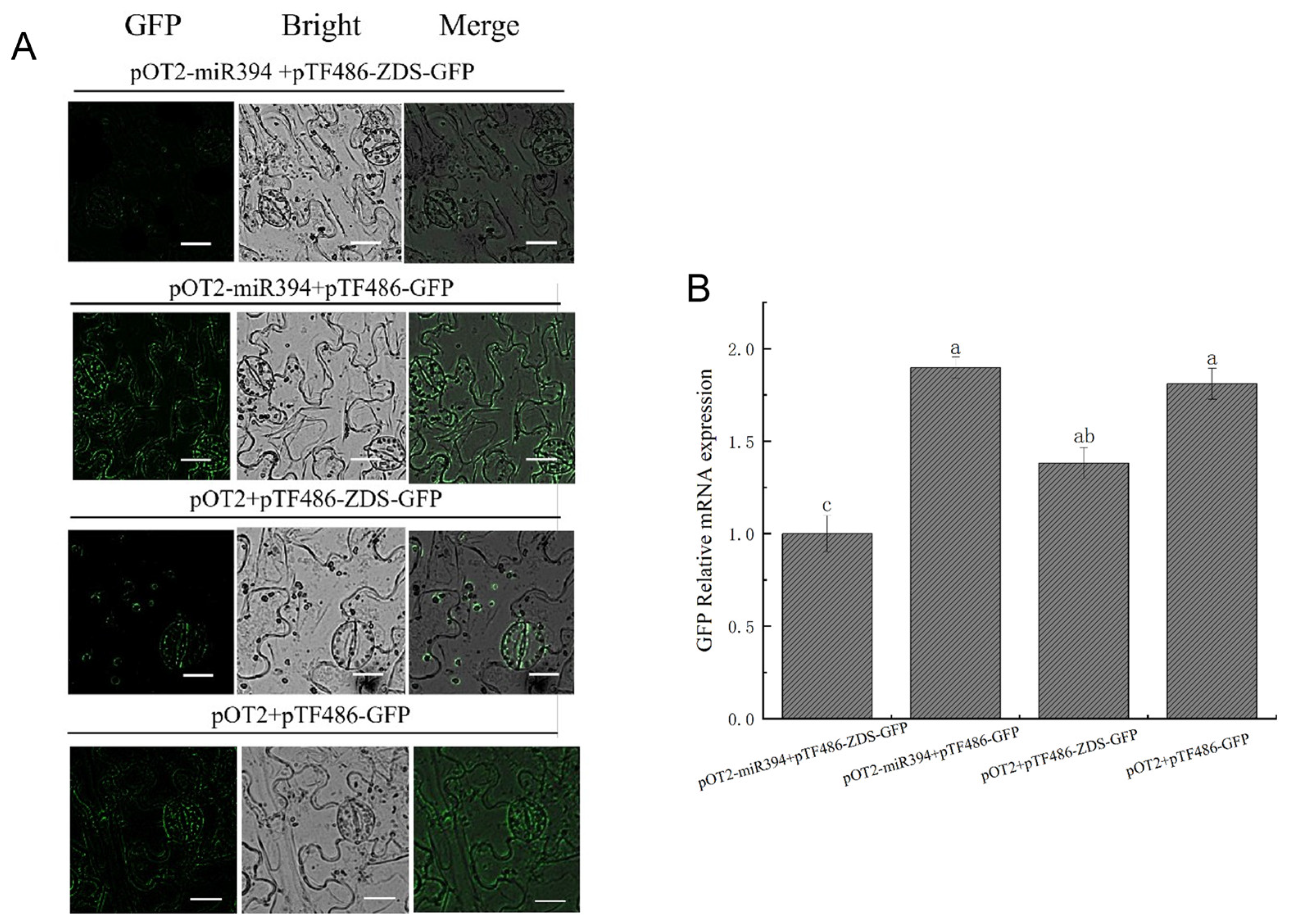 Biomolecules 15 00857 g009