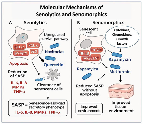 Targeting Senescence: A Review of Senolytics and