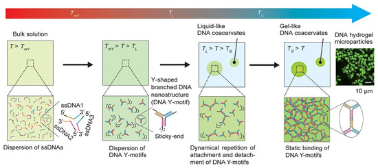 Biomolecule-Based Coacervation: Mechanisms, Applications