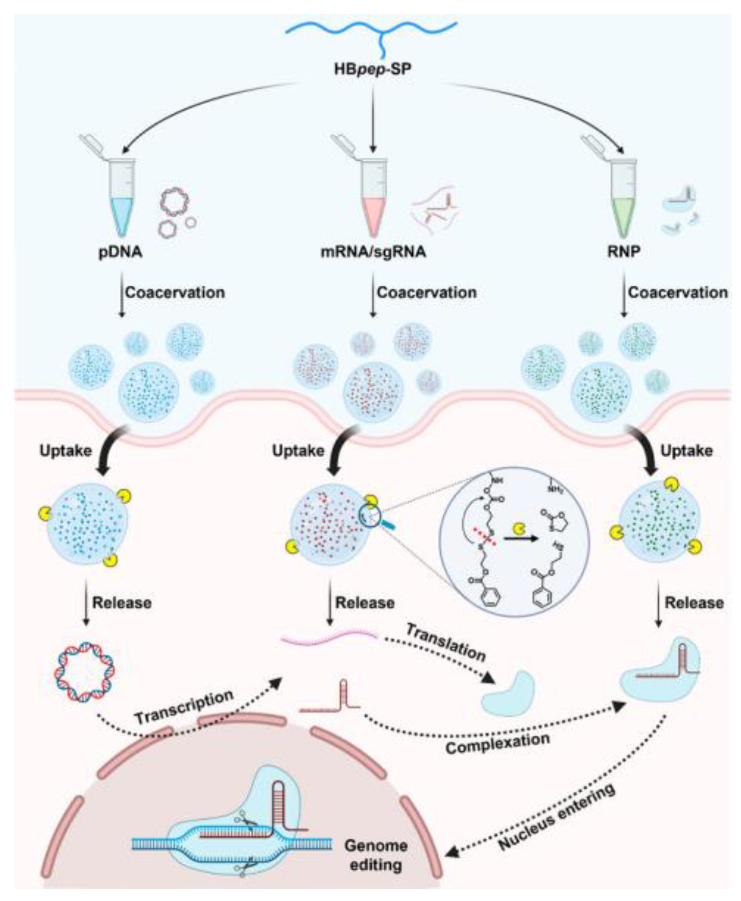 Biomolecules 15 00861 g008