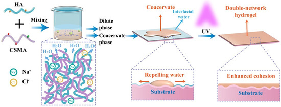Biomolecule-Based Coacervation: Mechanisms, Applications
