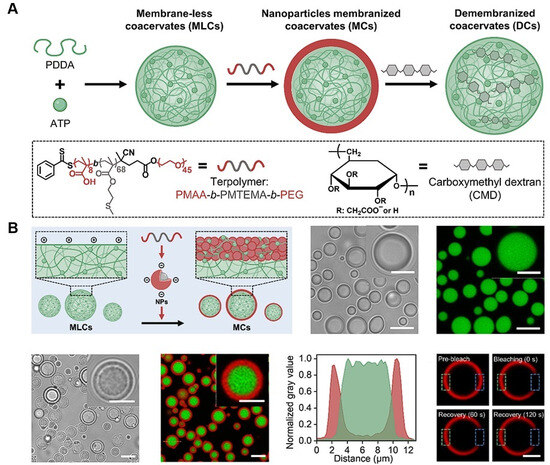 Biomolecule-Based Coacervation: Mechanisms, Applications