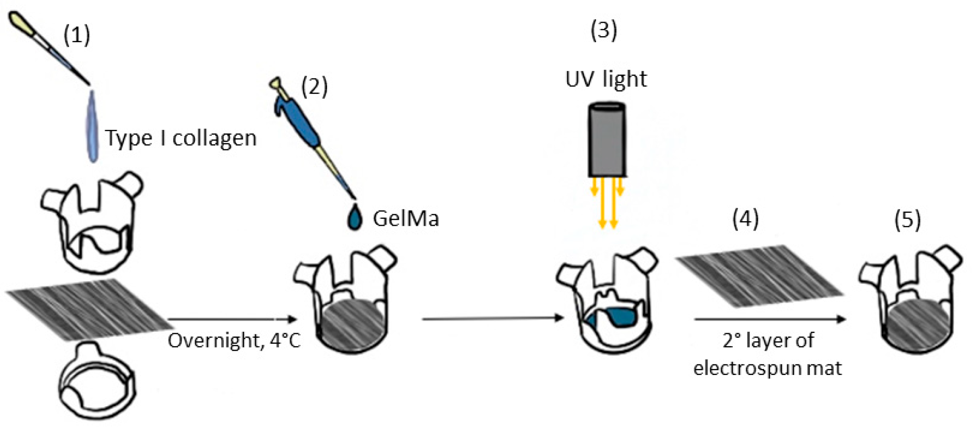 Biomolecules 15 00865 g001