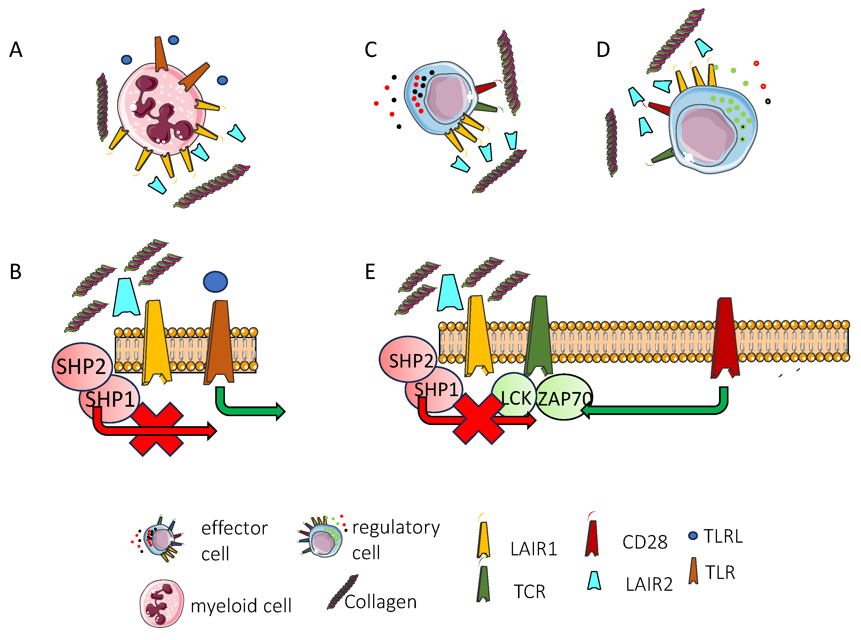 Biomolecules 15 00866 g002