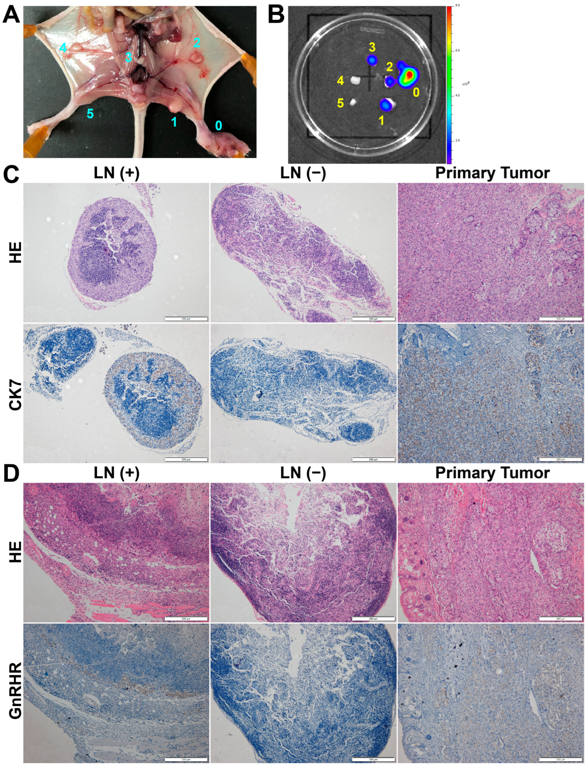 Biomolecules 15 00868 g004