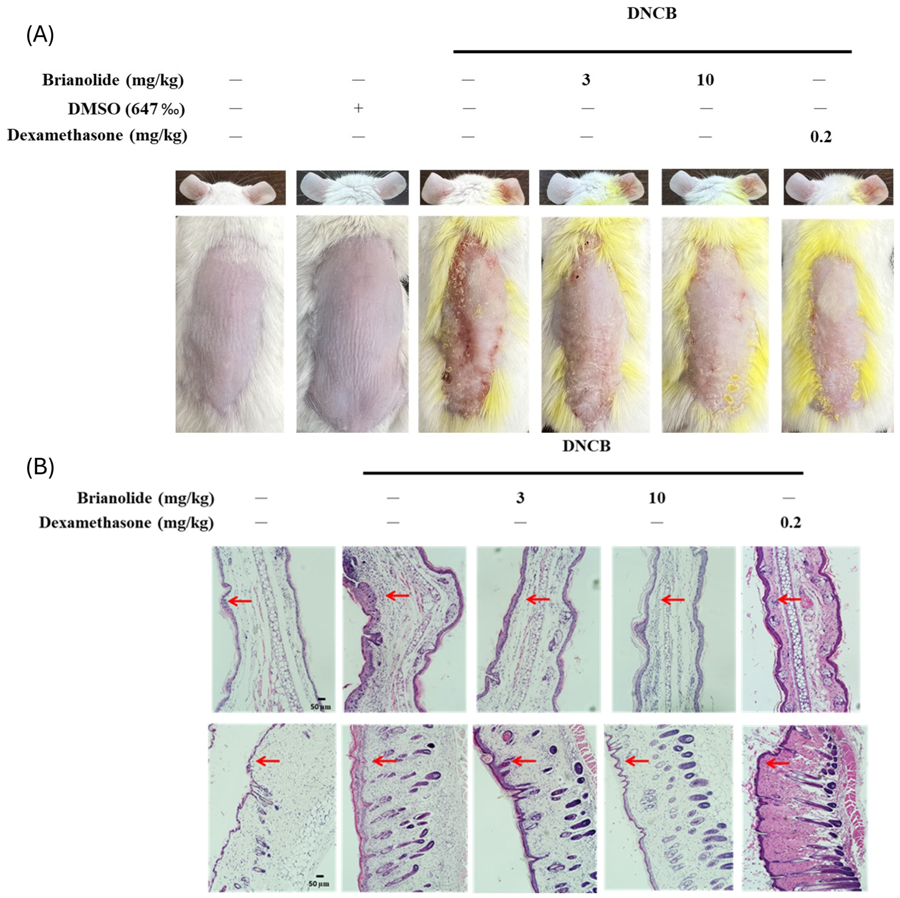 Biomolecules 15 00871 g007