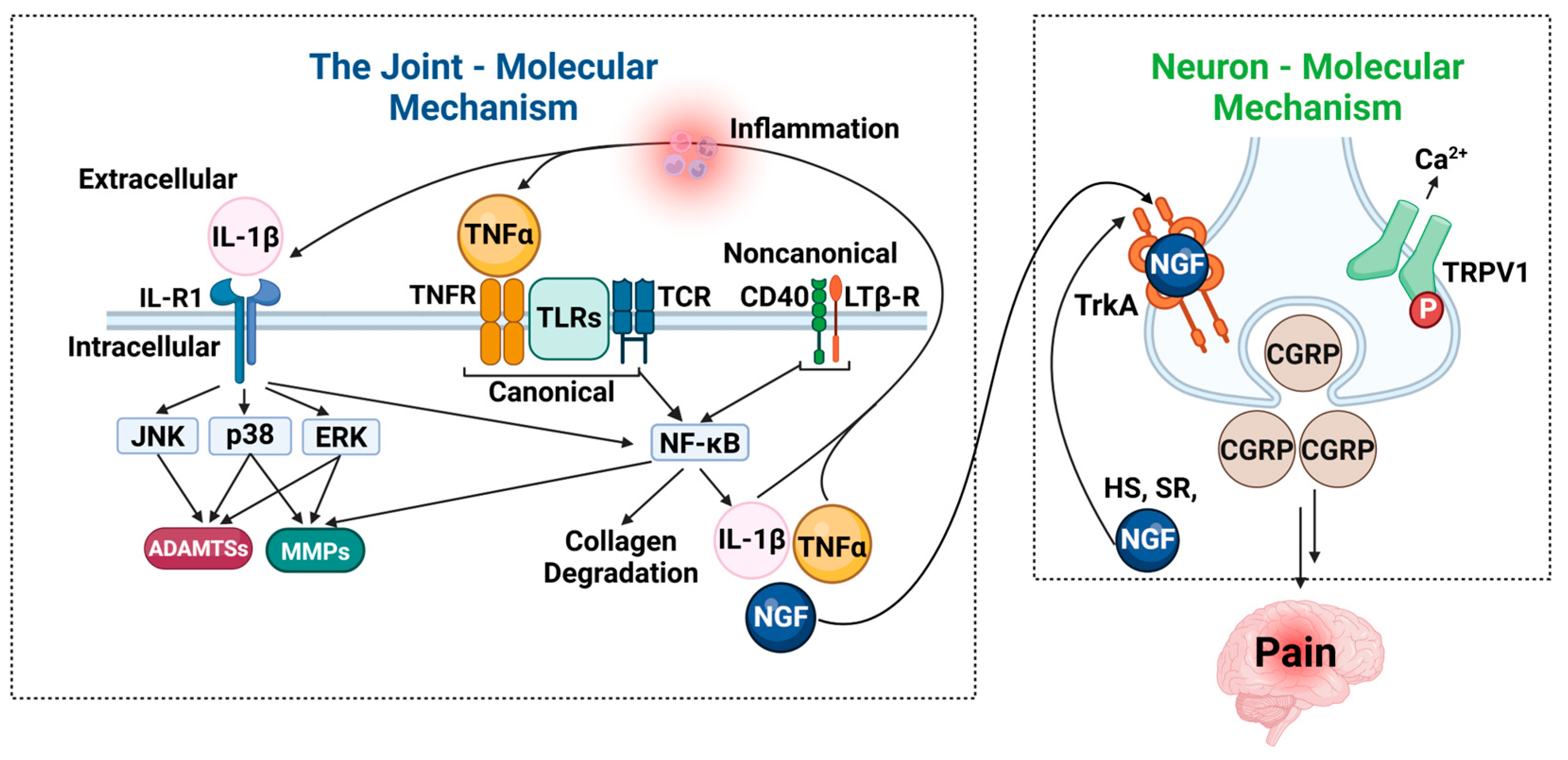 Biomolecules 15 00874 g005