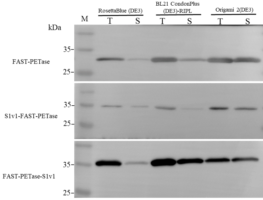 Biomolecules 15 00888 g001