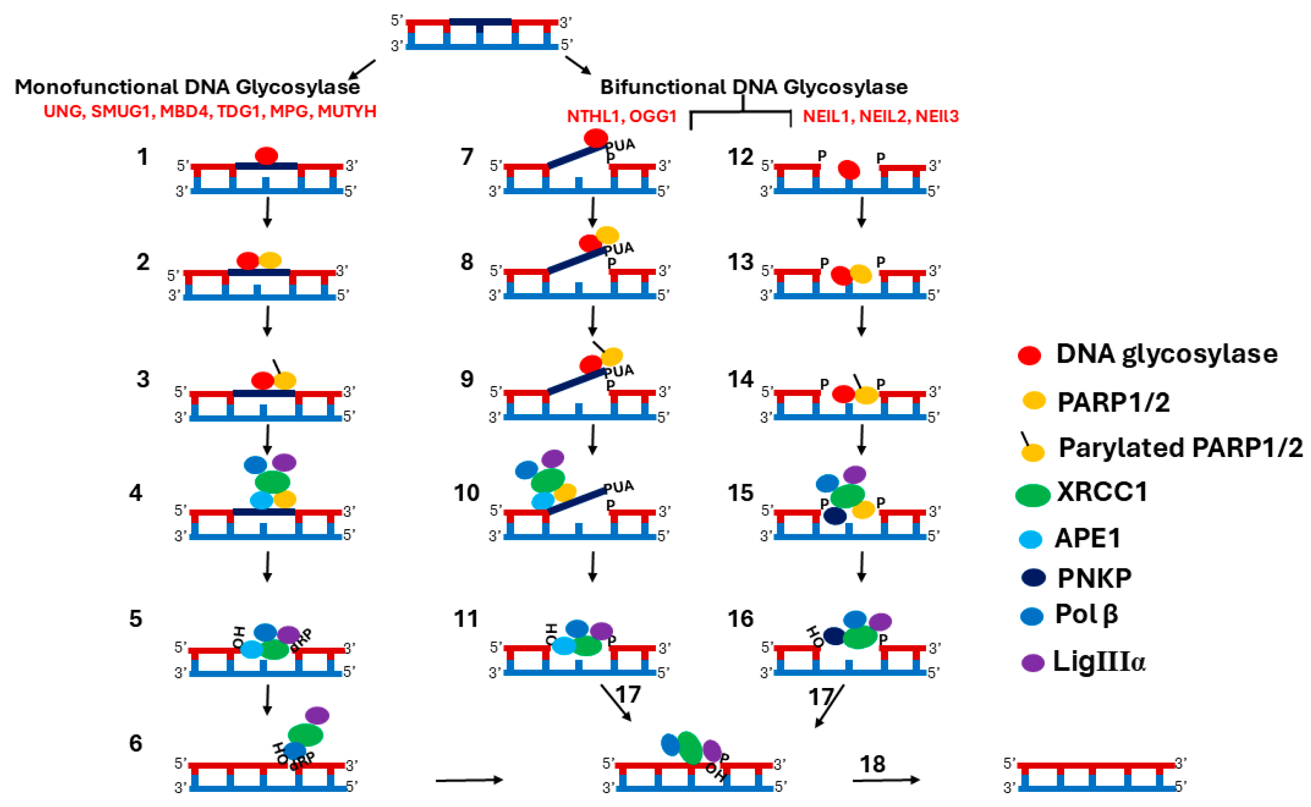 Biomolecules 15 00890 g001