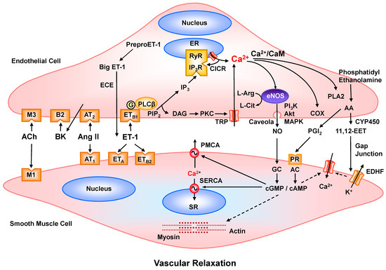 Calcium Signaling Dynamics in Vascular Cells and Their