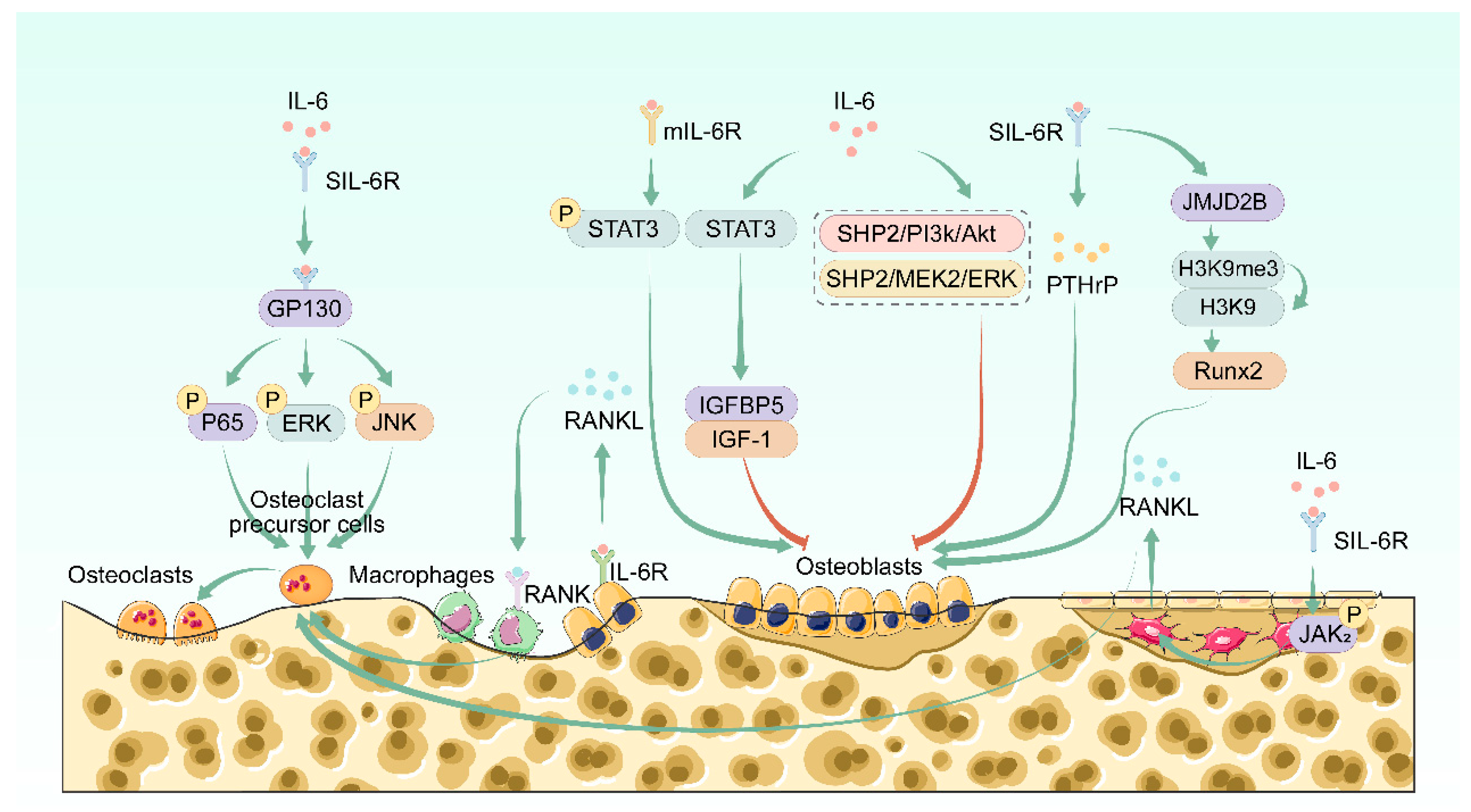 Biomolecules 15 00893 g001