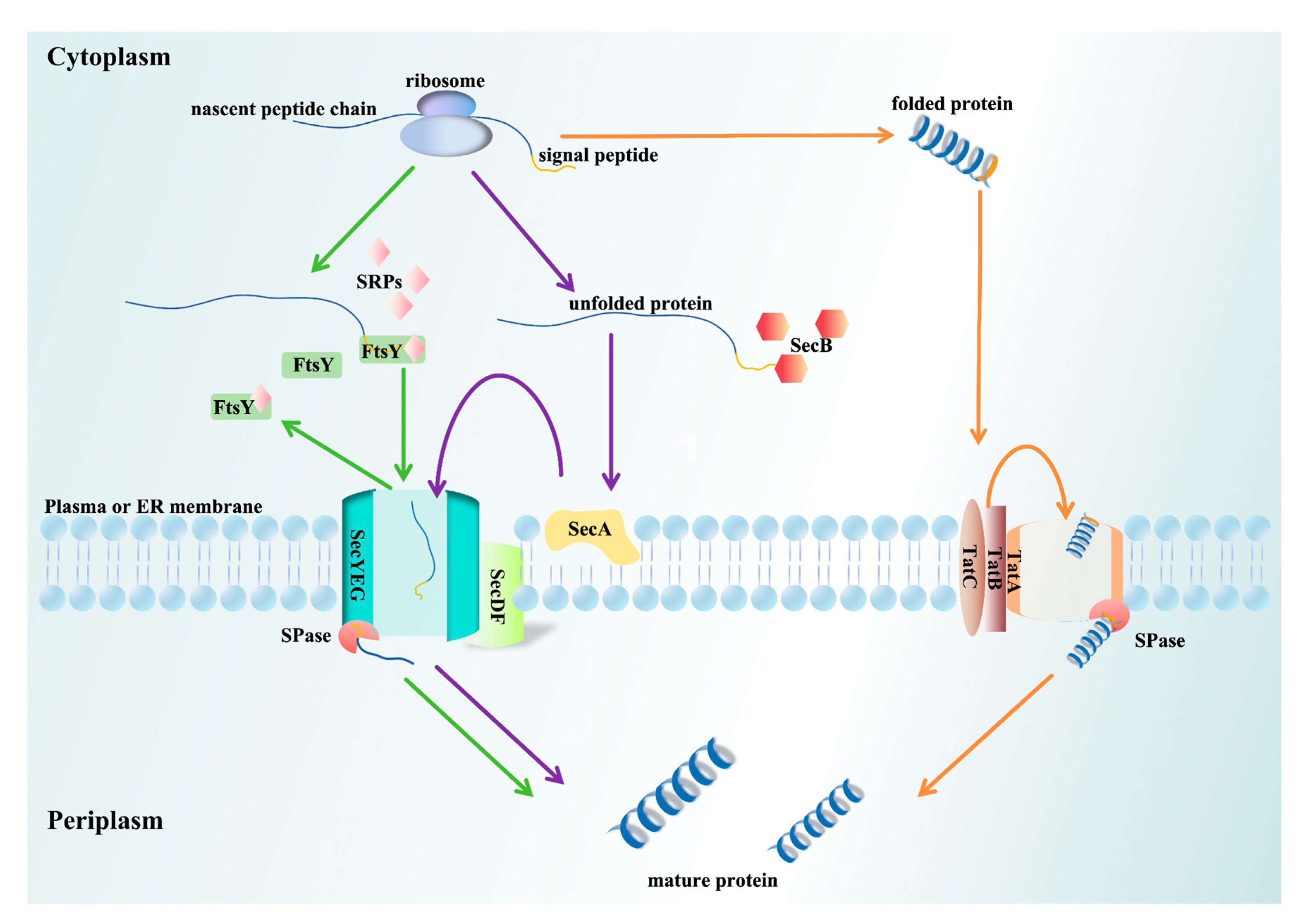 Biomolecules 15 00897 g002