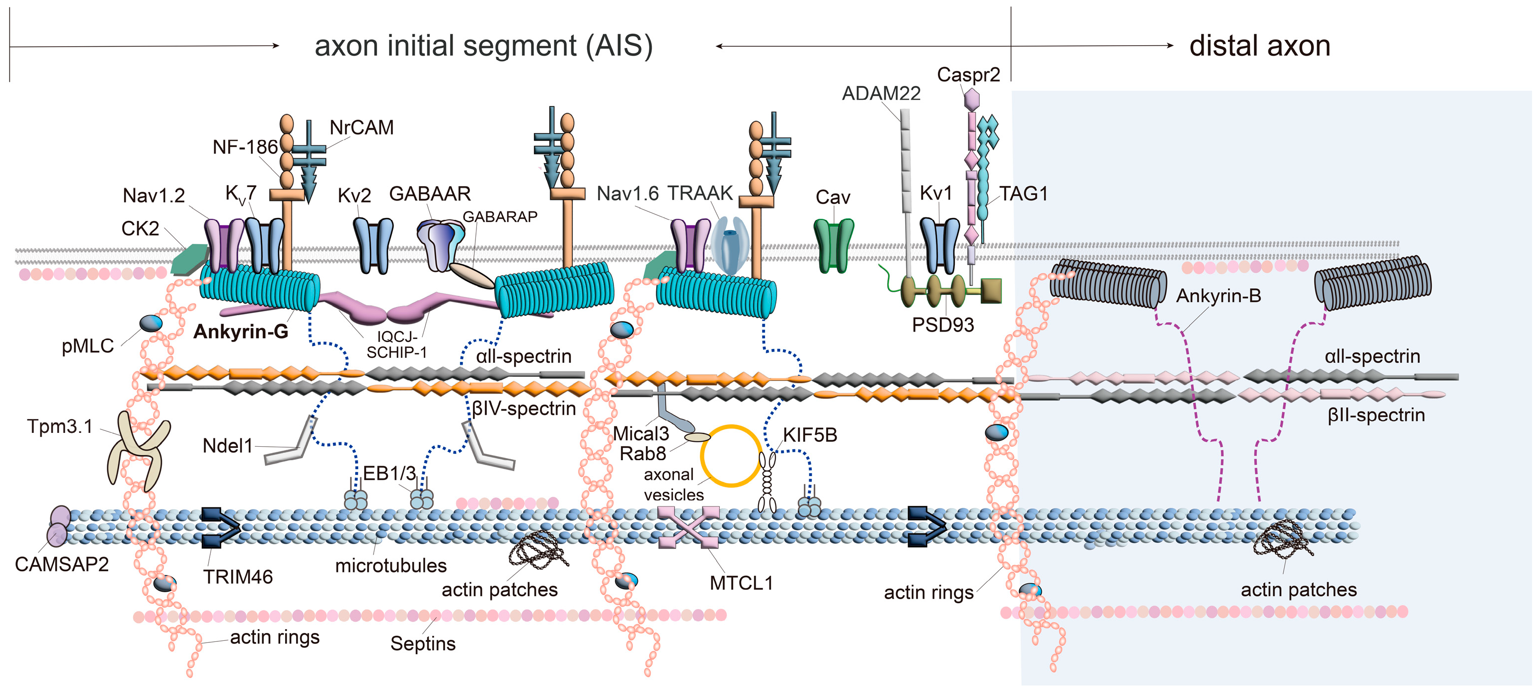 Biomolecules 15 00901 g002