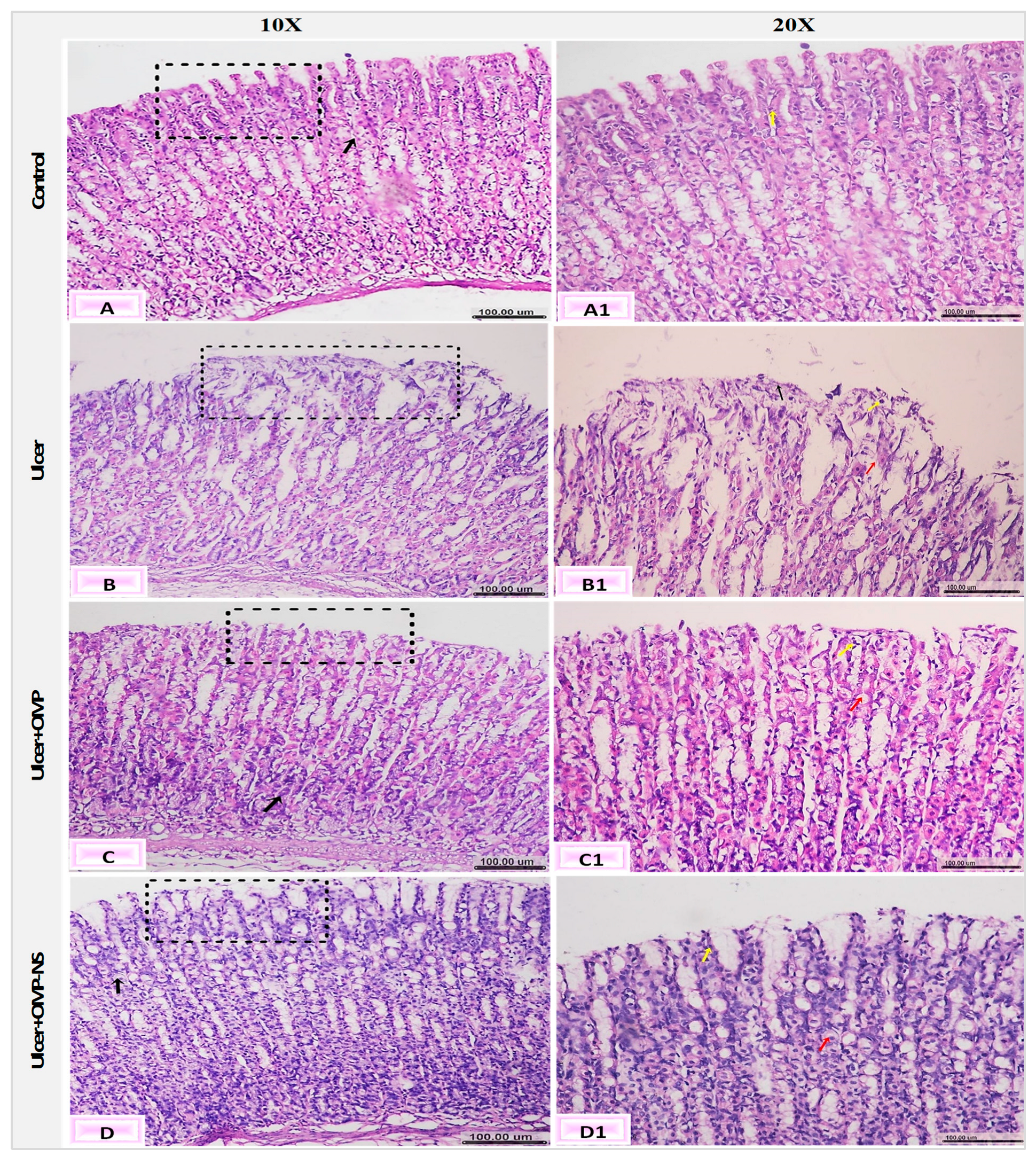 Biomolecules 15 00902 g013