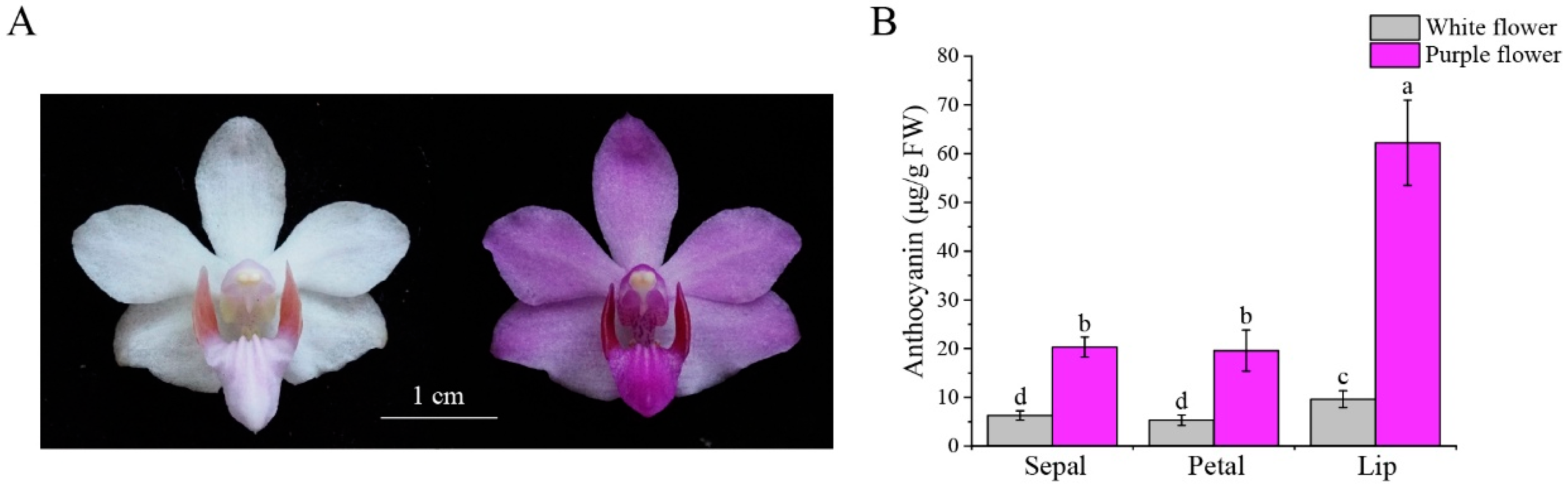 ※strawberry※ Effects of a Microbial Vetch Fertilizer on the Disease