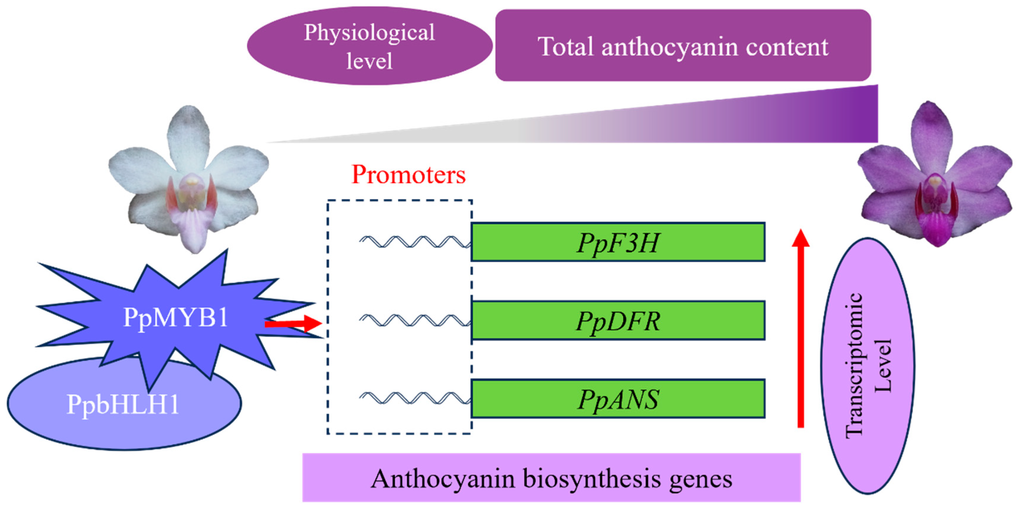 Biomolecules 15 00906 g009