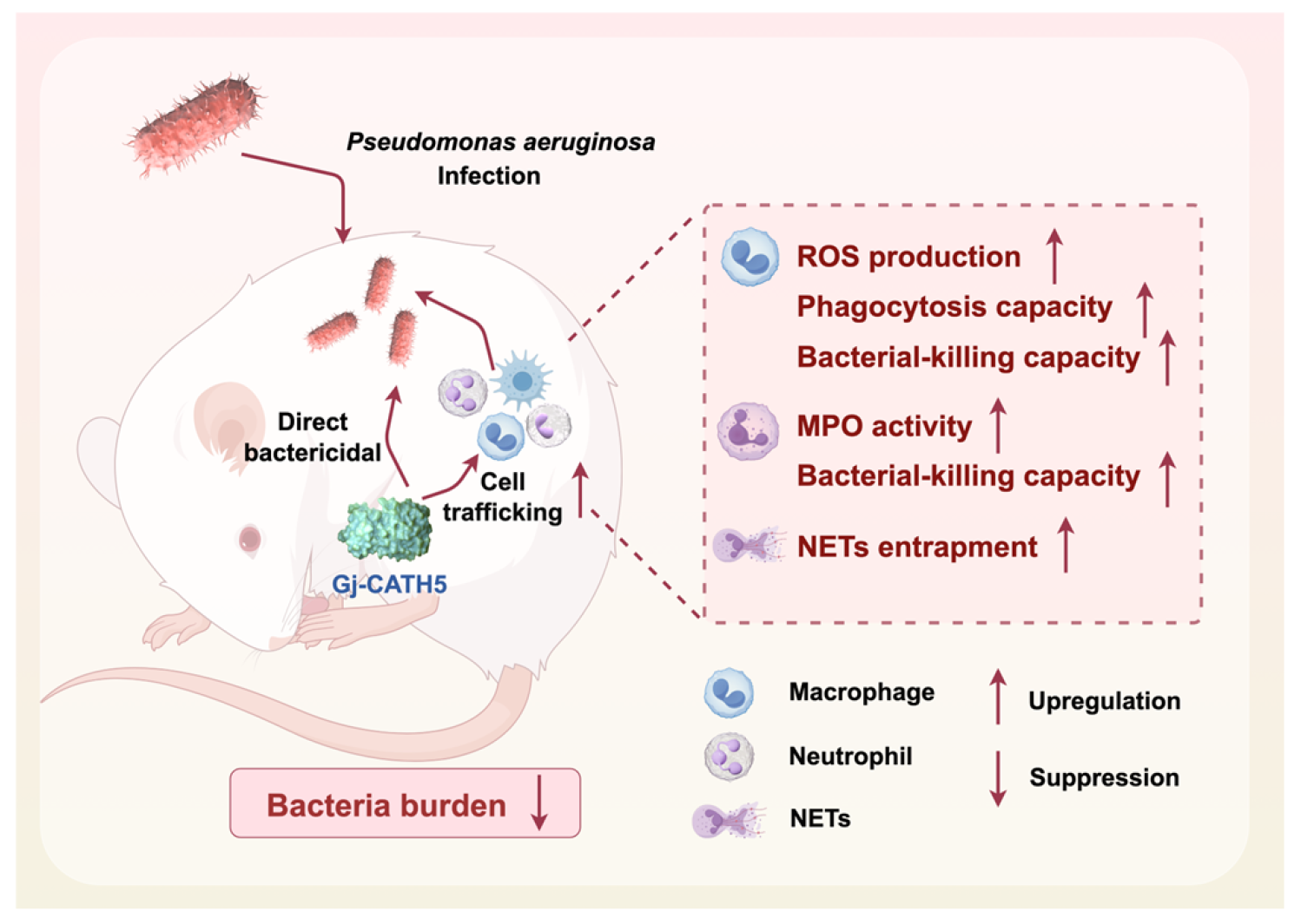 Biomolecules 15 00908 g008