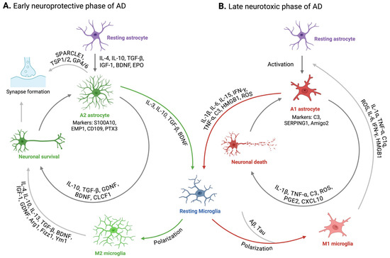 The Role of Astrocytes in Synaptic Dysfunction and Memory Deficits in ...