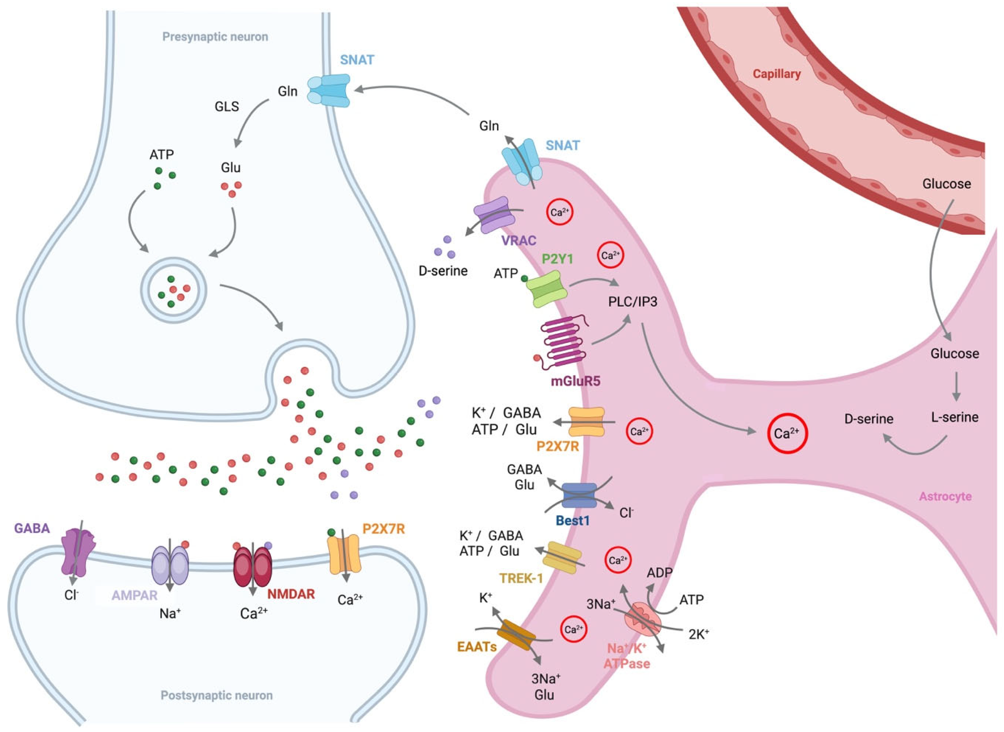 Biomolecules 15 00910 g003