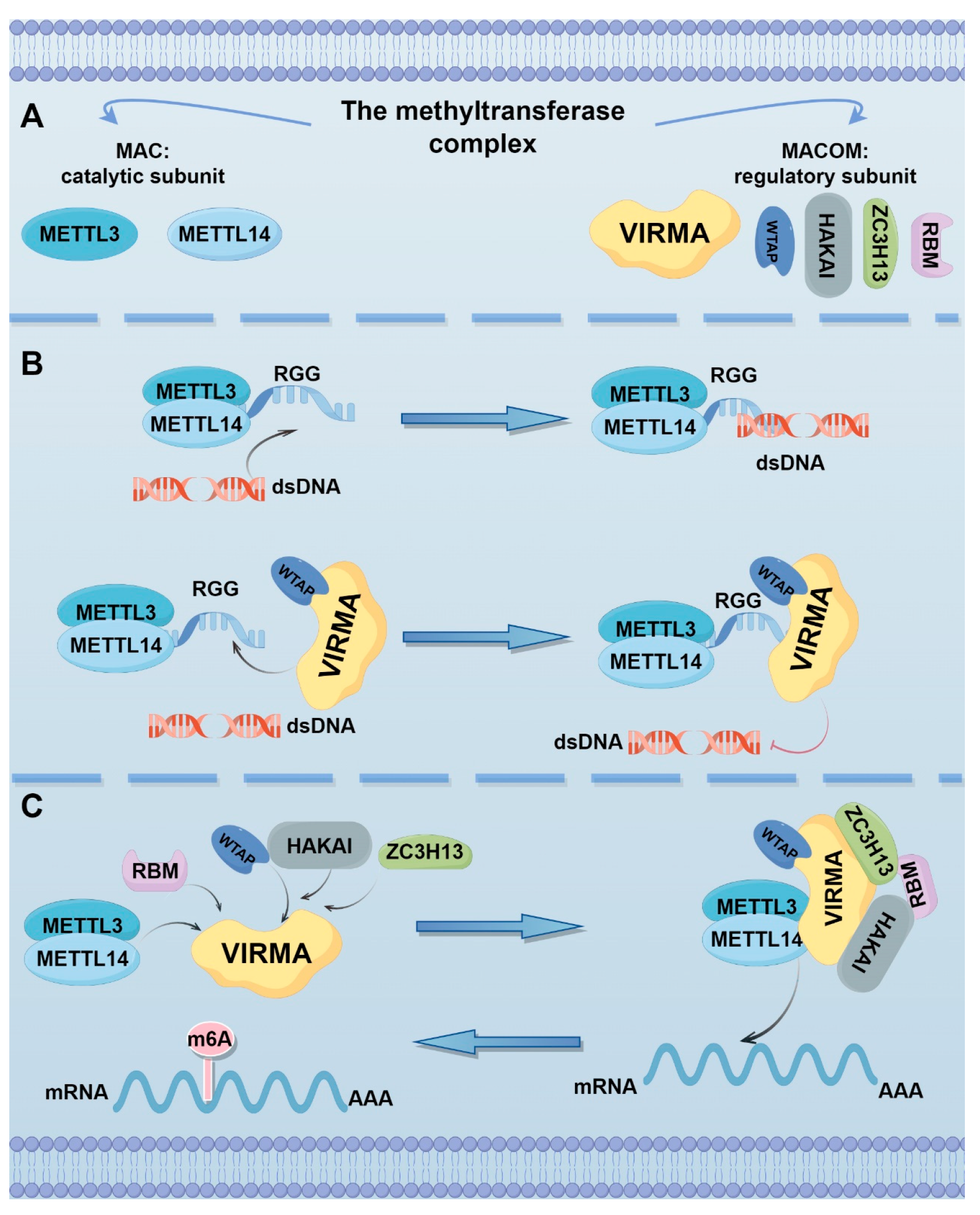 メイヤー。 The Multifaceted Role of VIRMA, a Core Component of the