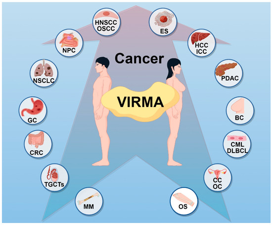 The Multifaceted Role of VIRMA, a Core Component of the