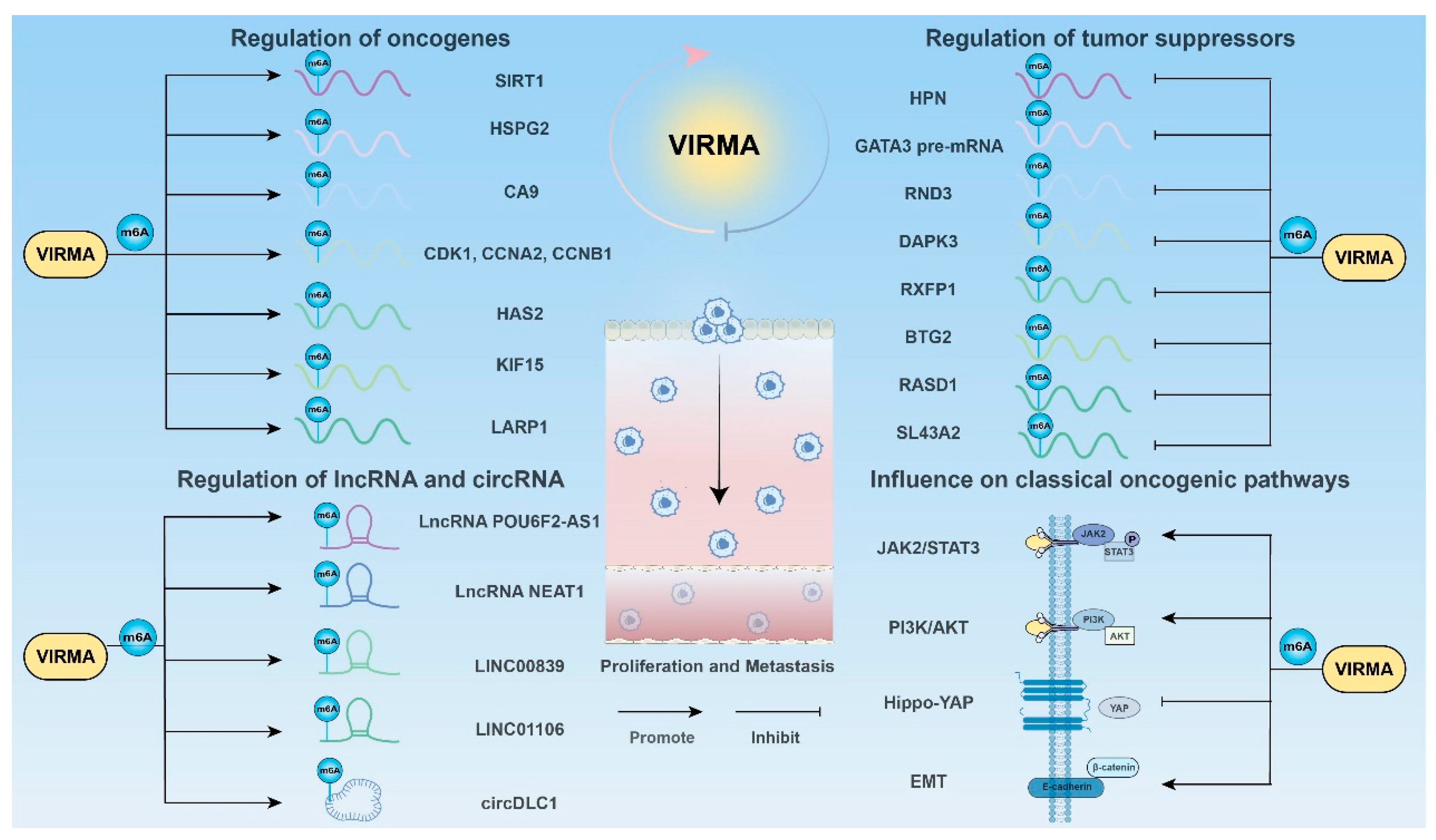 Biomolecules 15 00912 g003