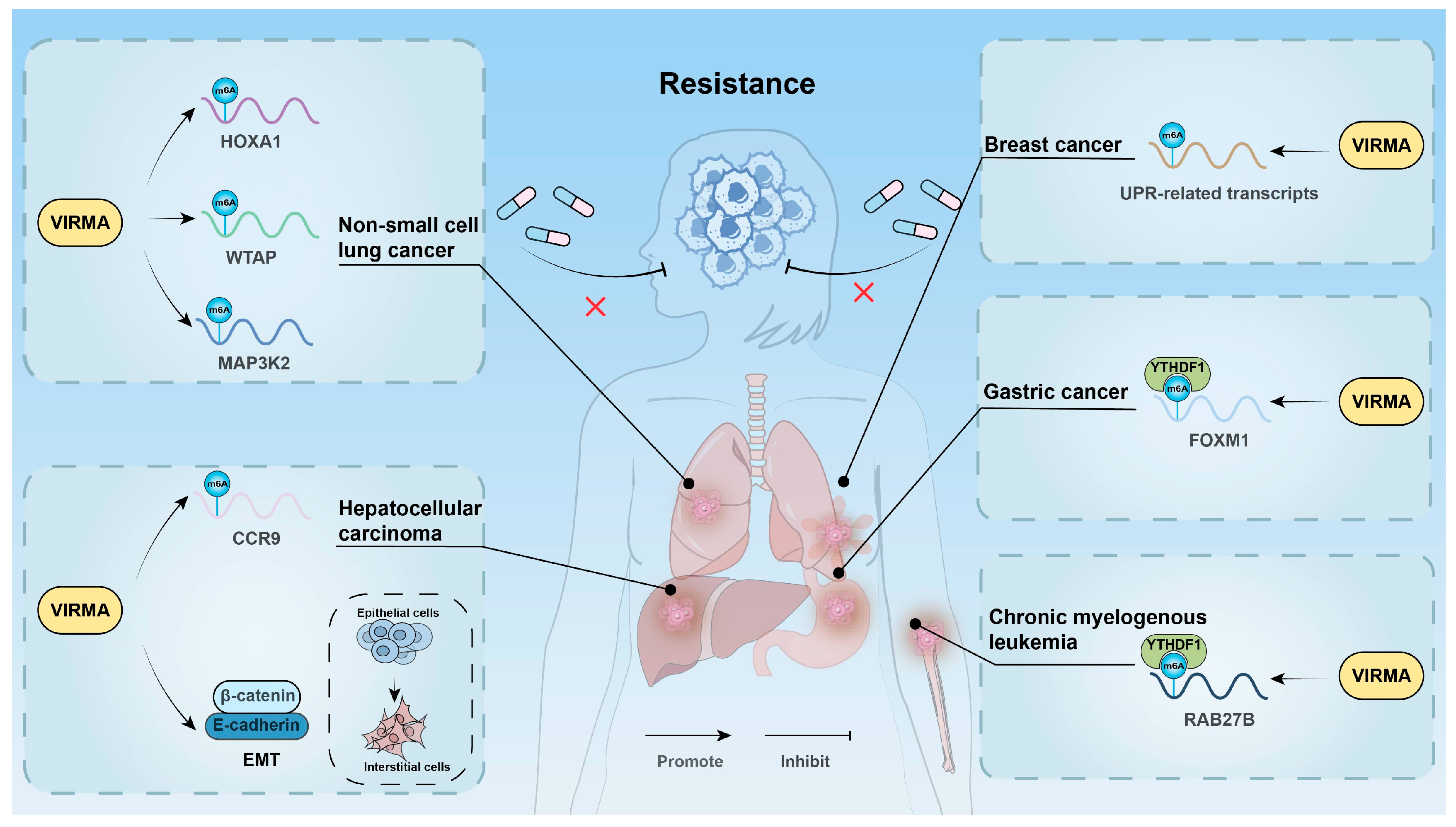 Biomolecules 15 00912 g004