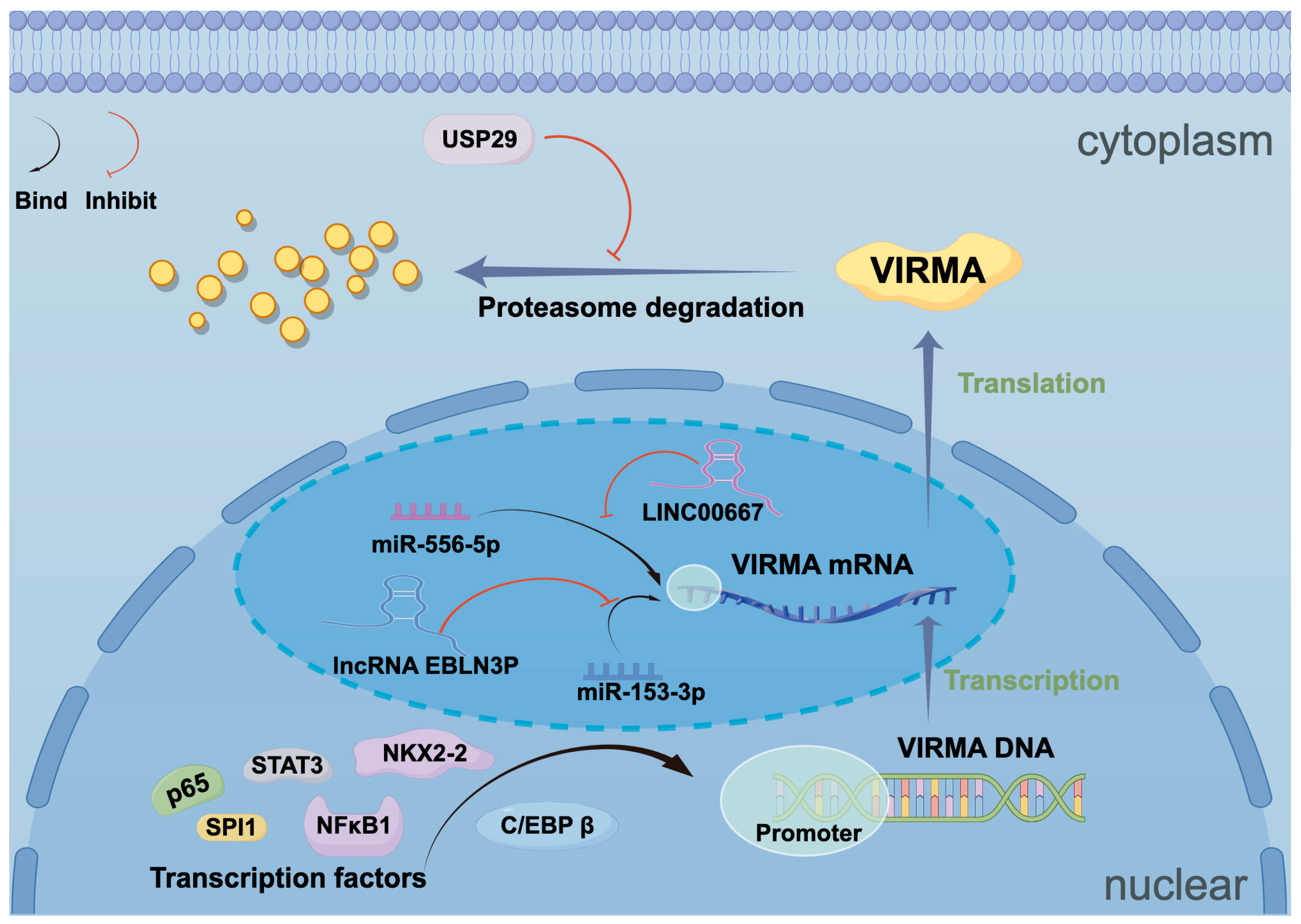 Biomolecules 15 00912 g006