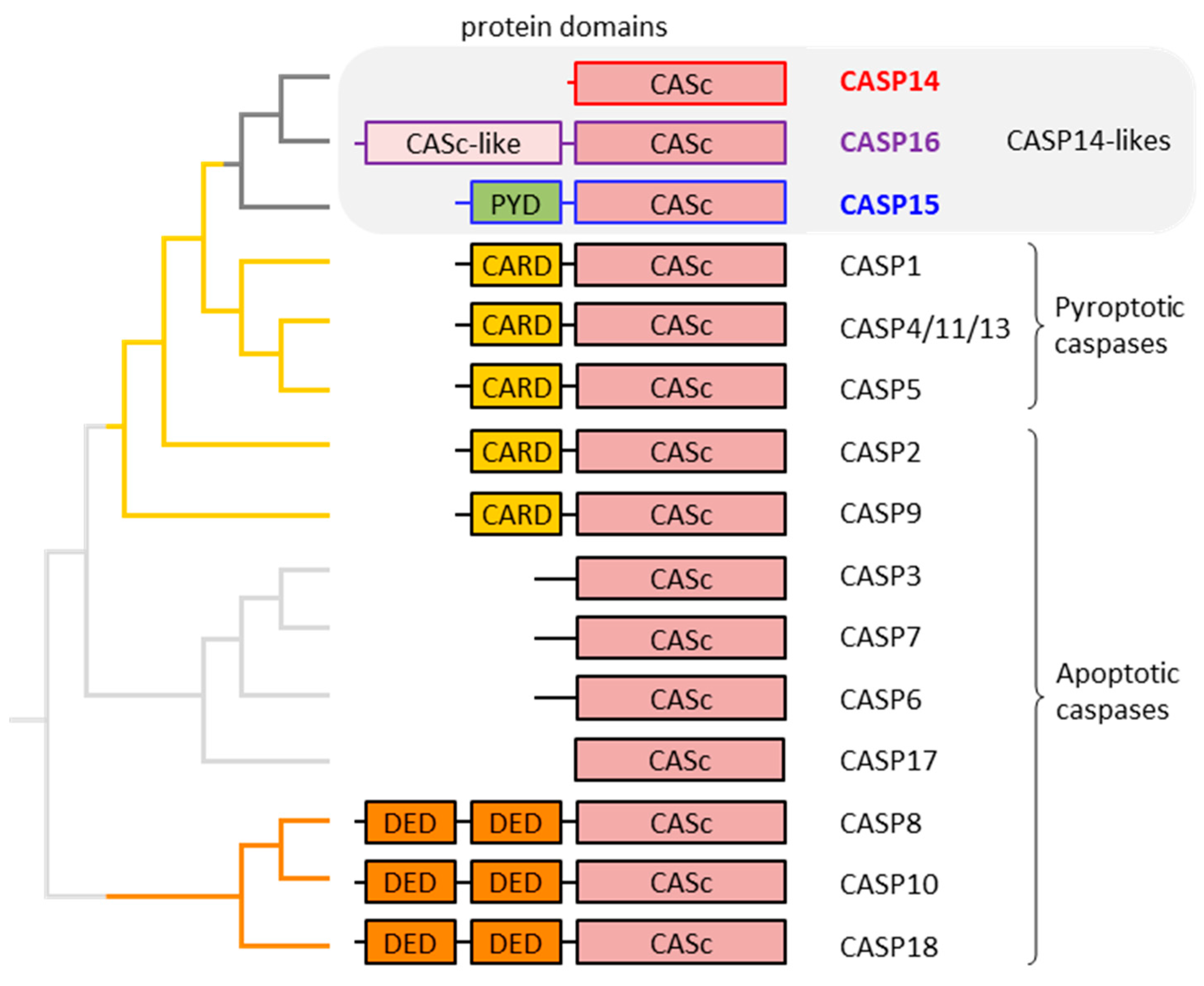 Biomolecules 15 00913 g001