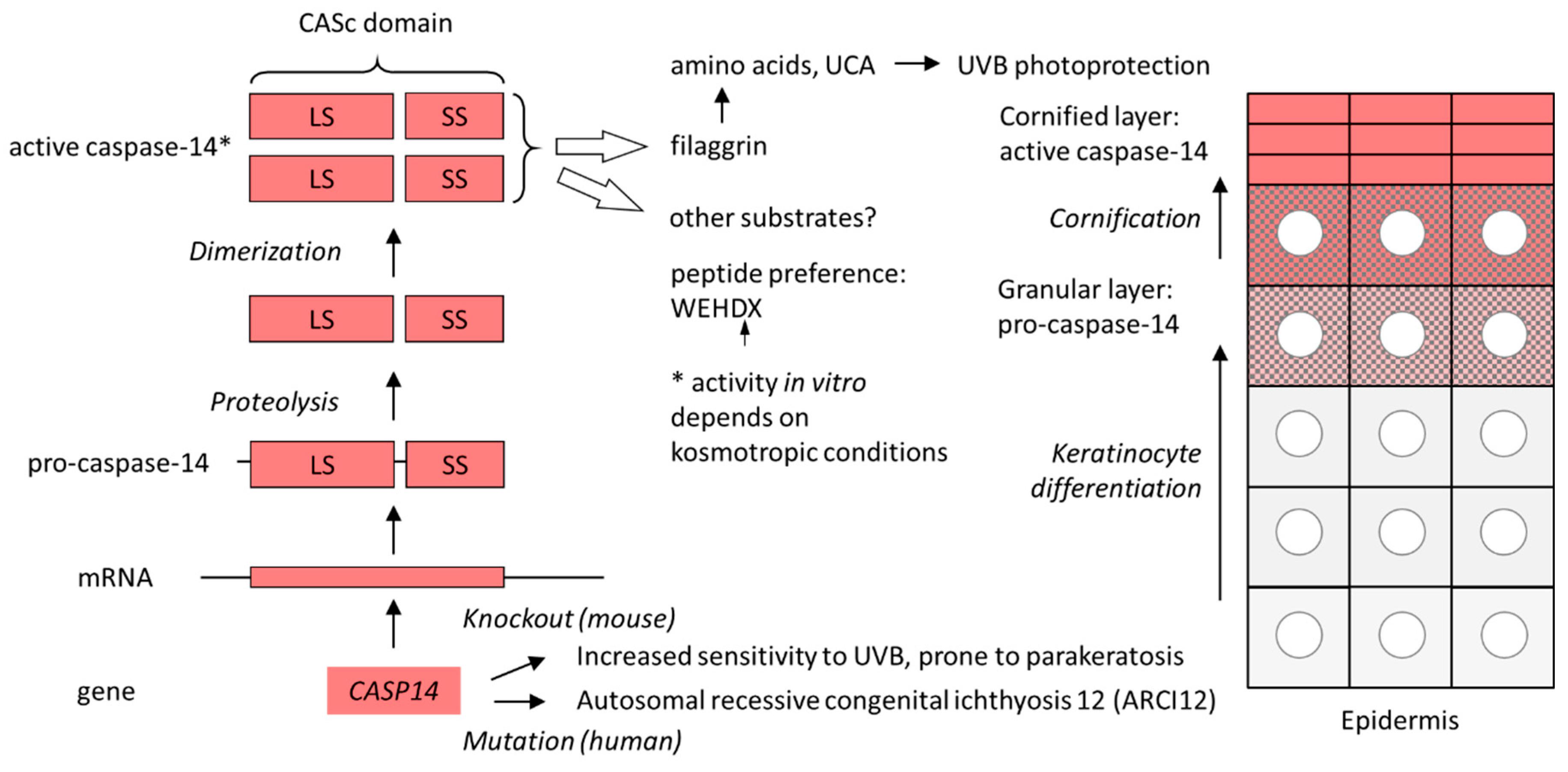 Biomolecules 15 00913 g002