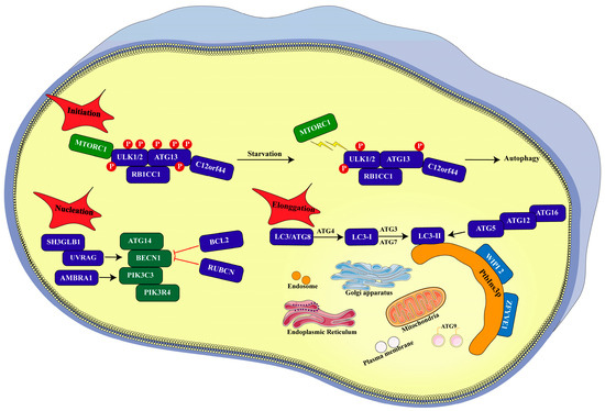 Autophagy: Shedding Light on the Mechanisms and Multifaceted