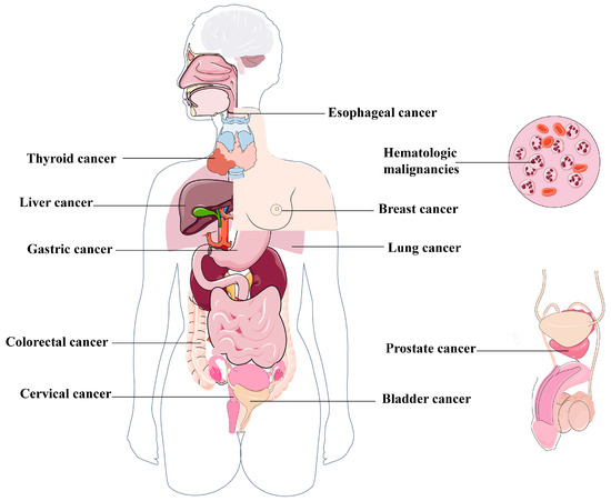 マウス Gangliosides as Biomarkers of Human Brain Diseases: Trends