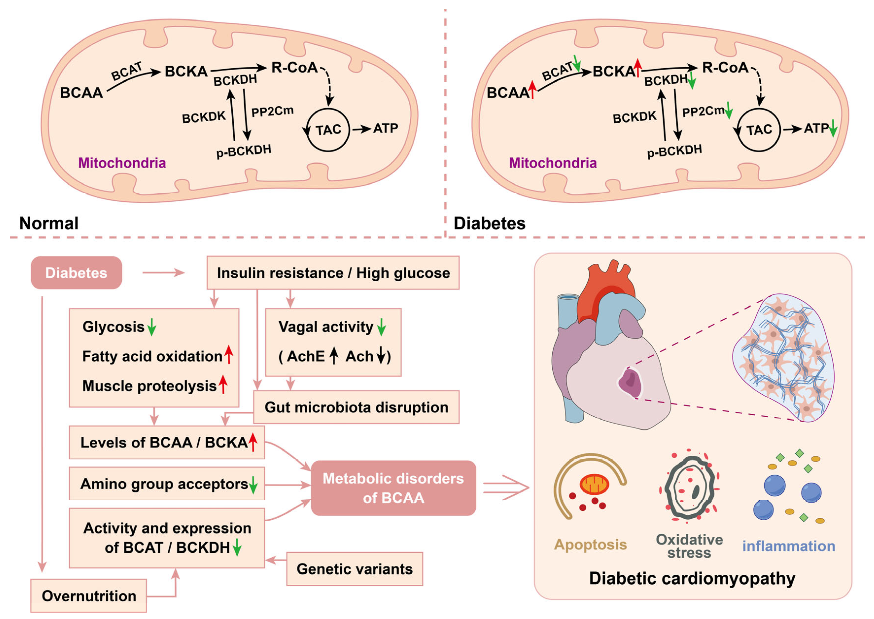 Biomolecules 15 00916 g003