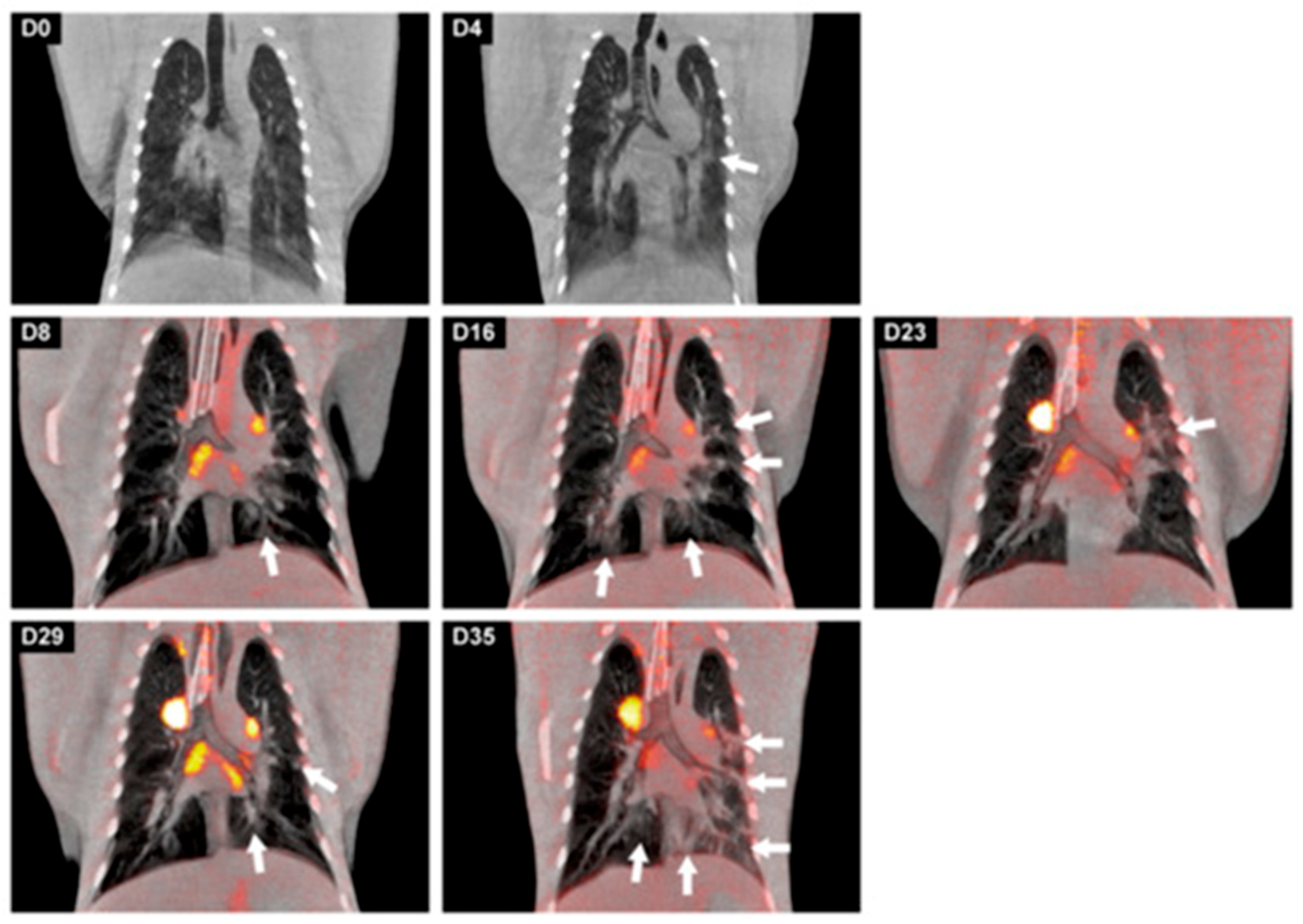 Biomolecules 15 00919 g003