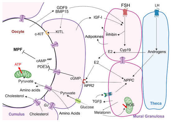 Role of Granulosa Cell Dysfunction in Women Infertility
