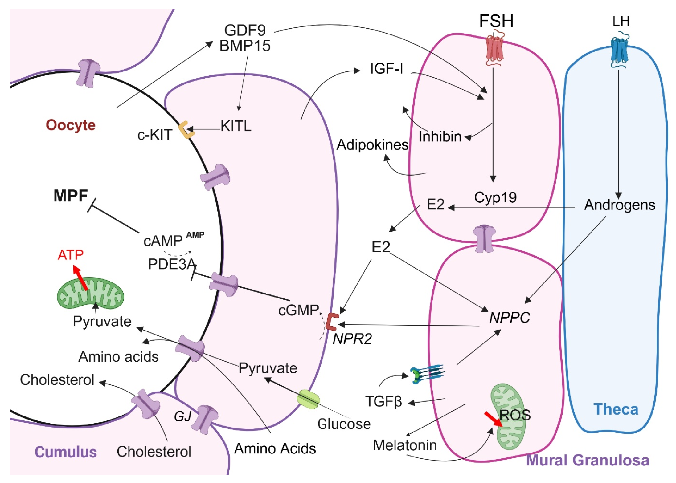 S.GAP Role of Granulosa Cell Dysfunction in Women Infertility