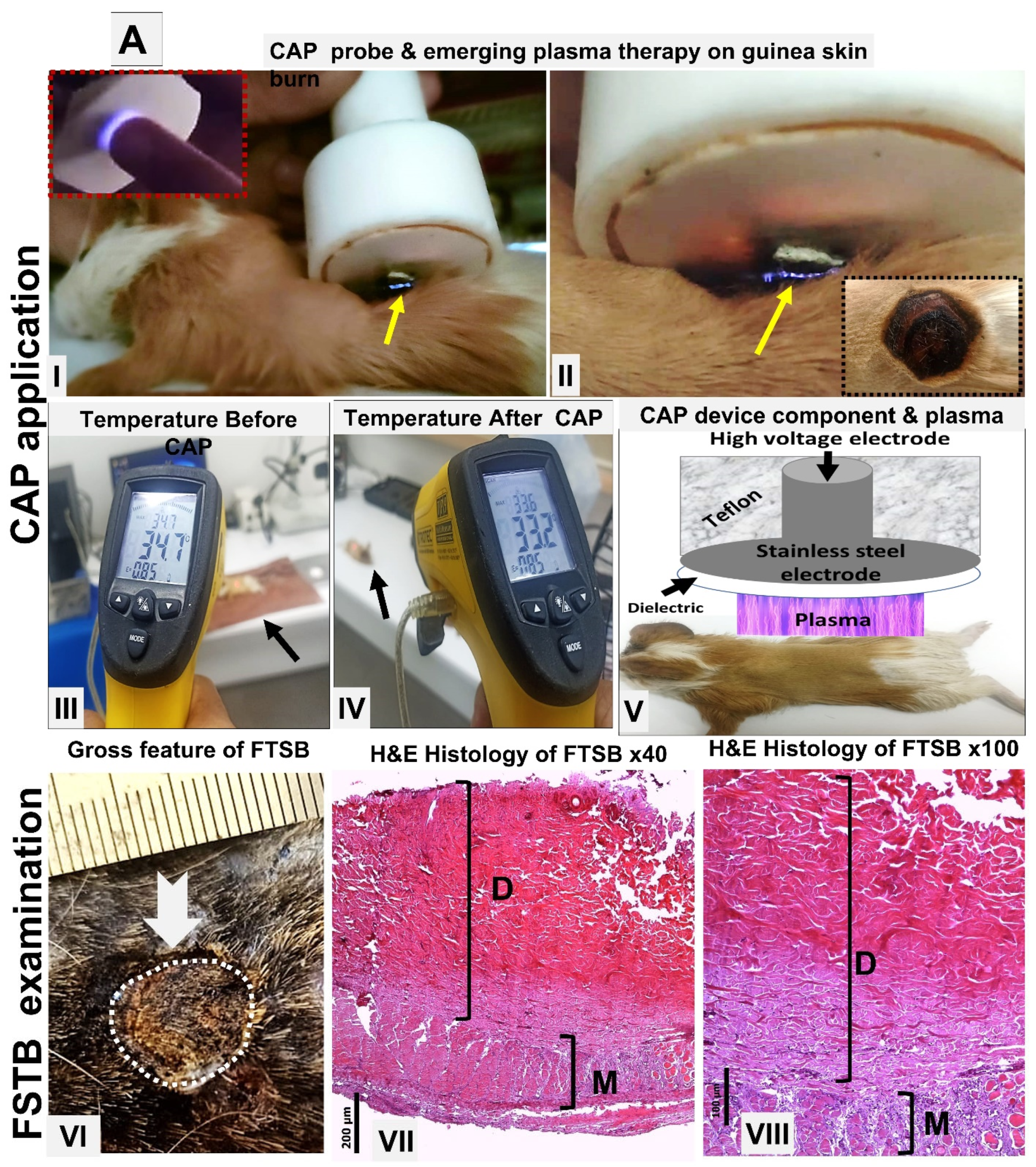 Biomolecules 15 00924 g001a