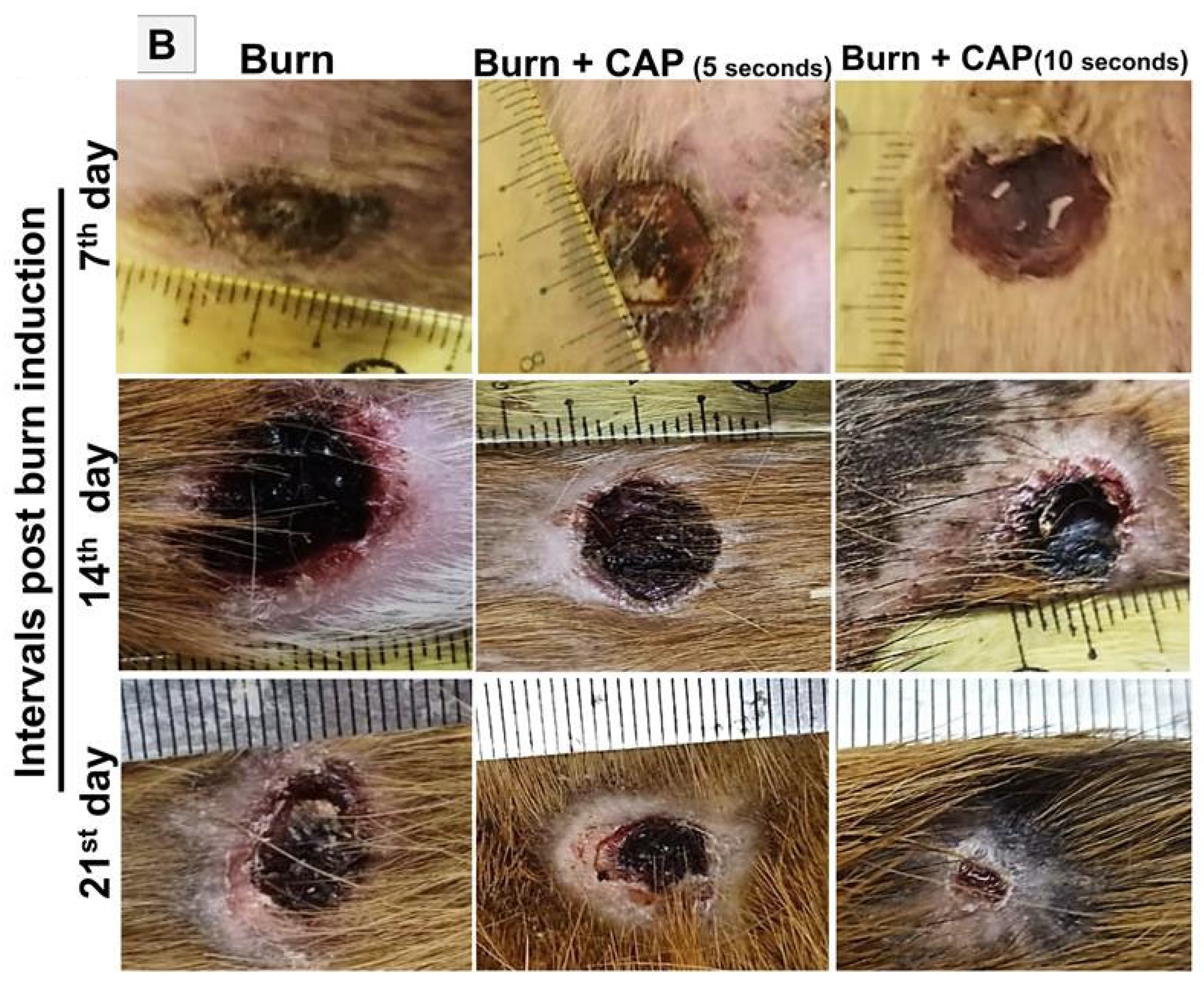 Biomolecules 15 00924 g001b
