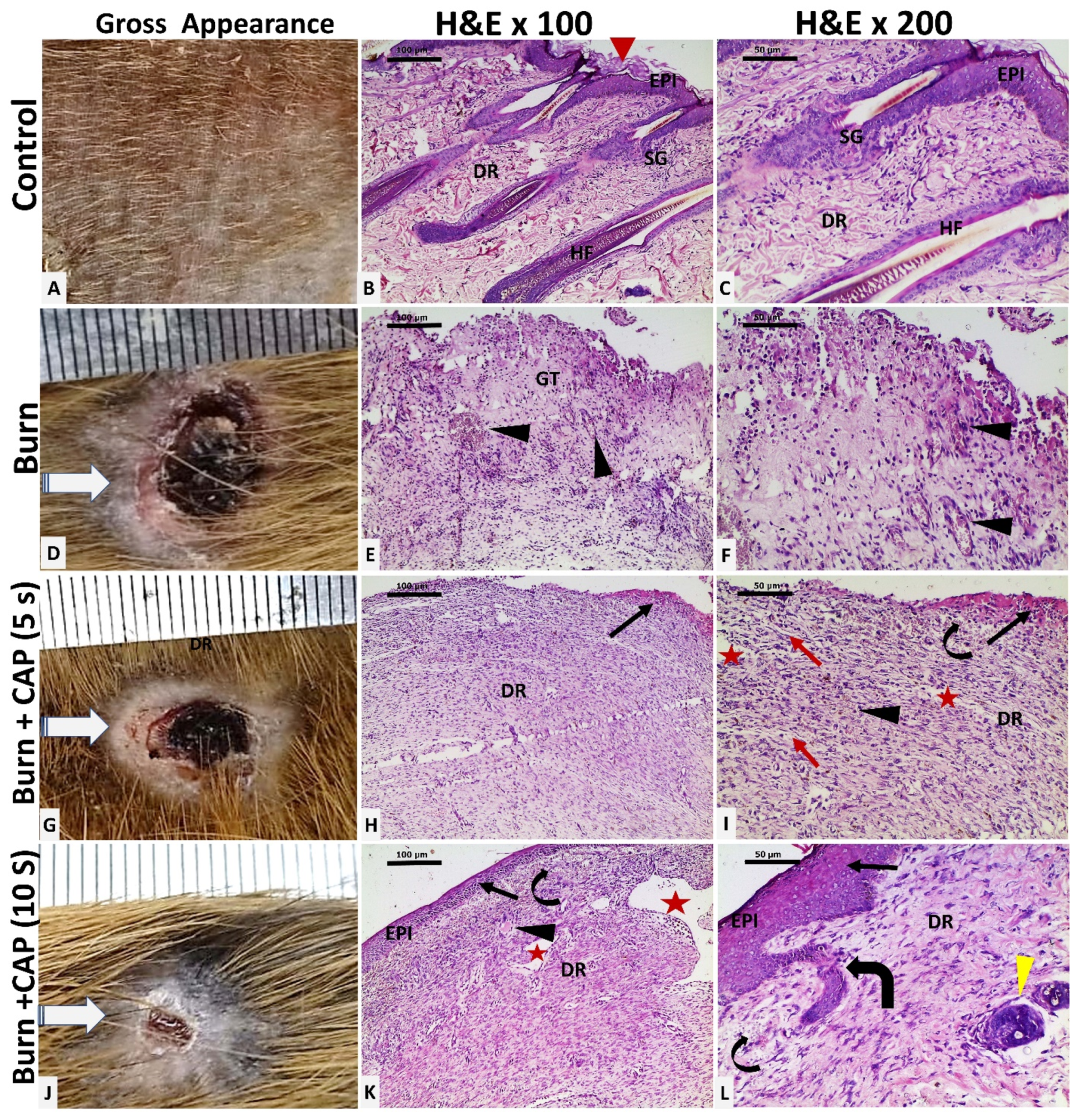 Biomolecules 15 00924 g002