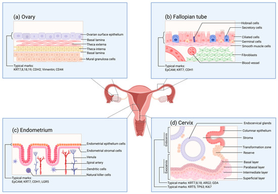 Female Reproductive Tract Organoids: Applications from