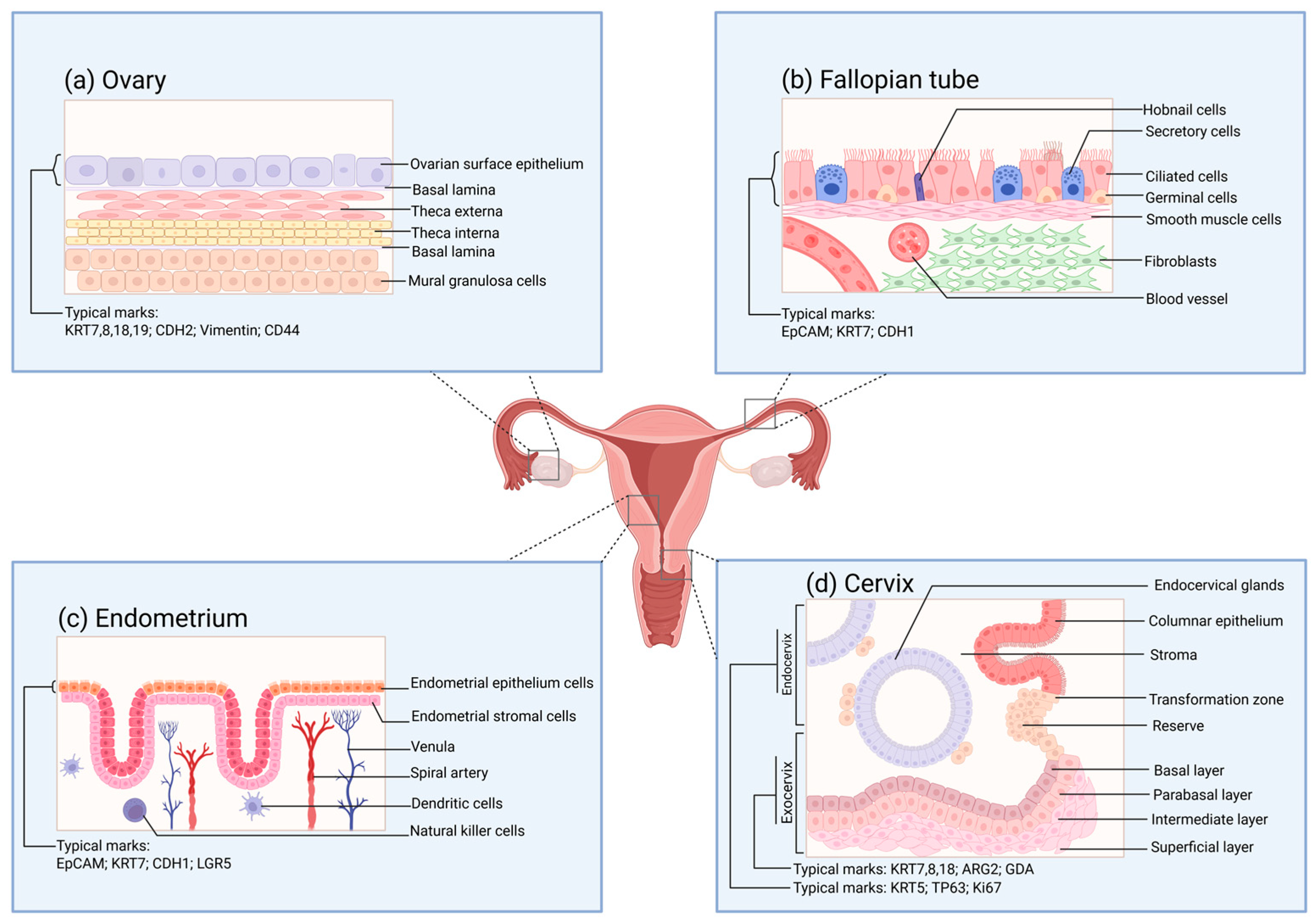 Biomolecules 15 00925 g002