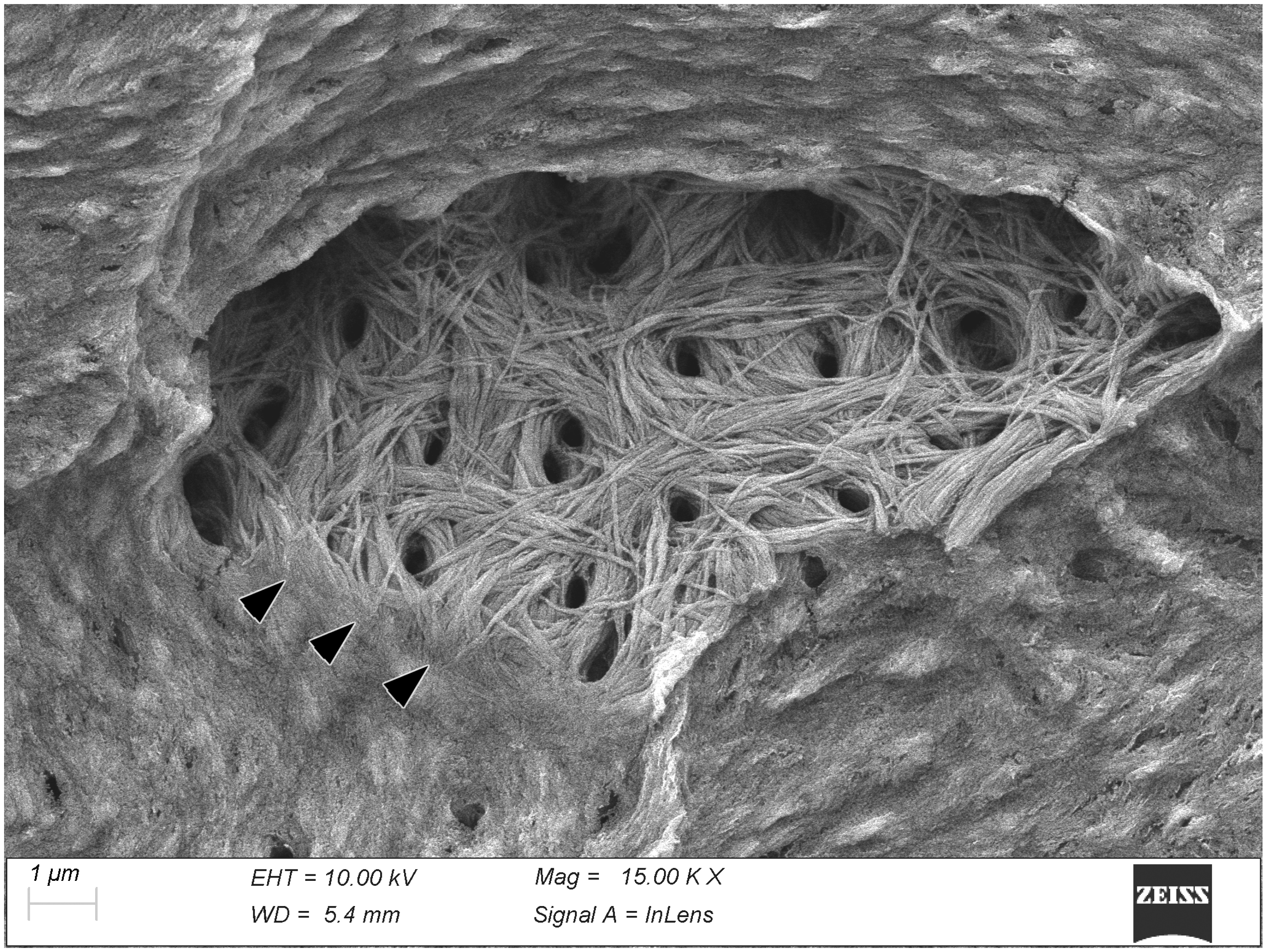 Biomolecules 15 00932 g001