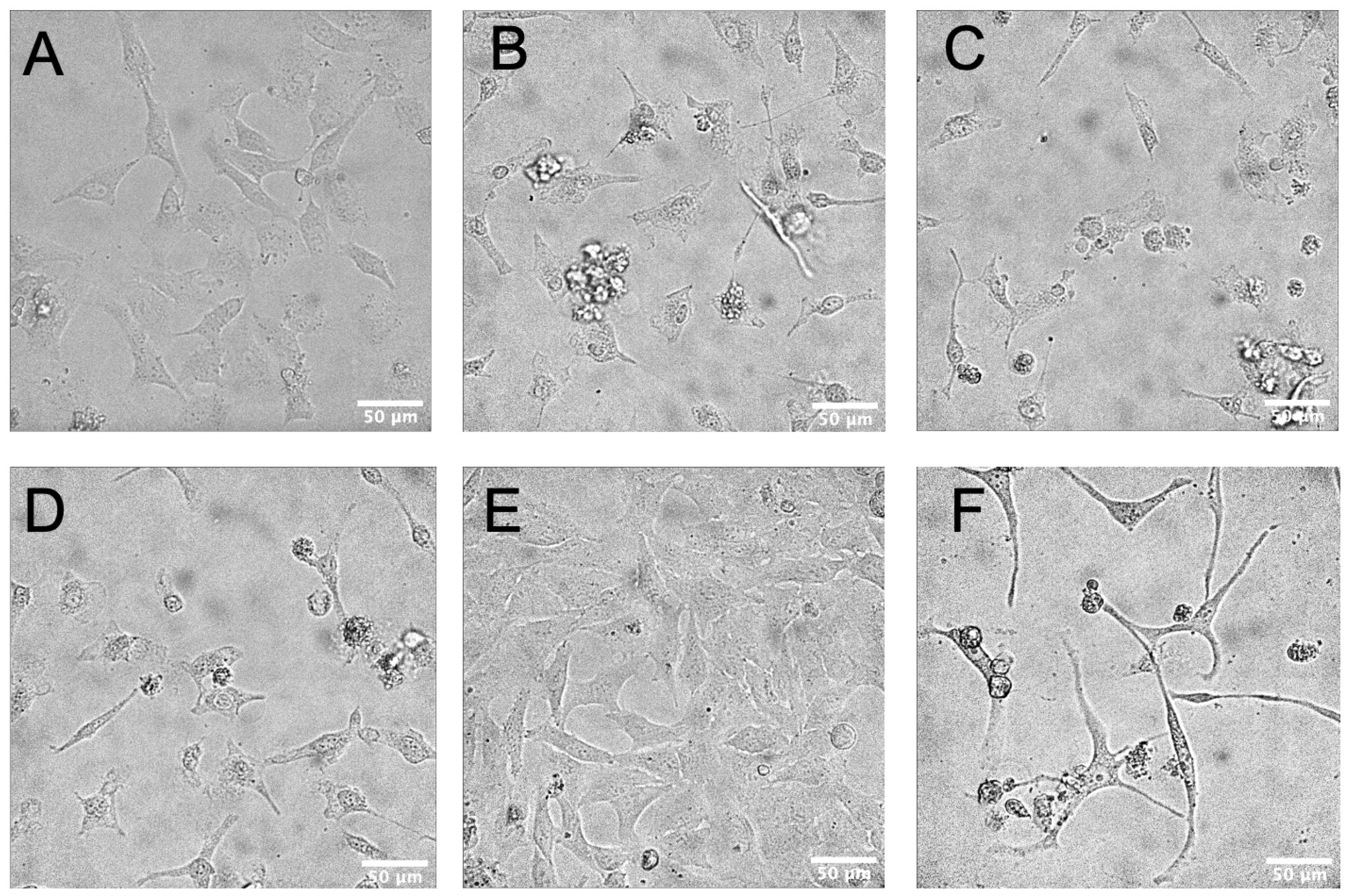 Biomolecules 15 00934 g003
