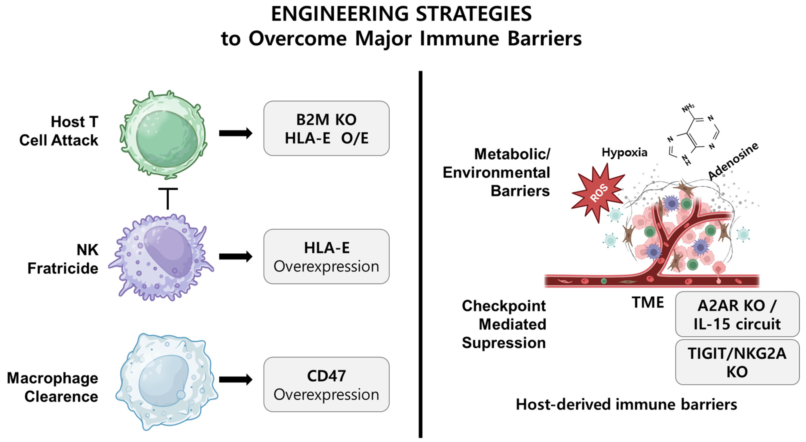 Biomolecules 15 00935 g001