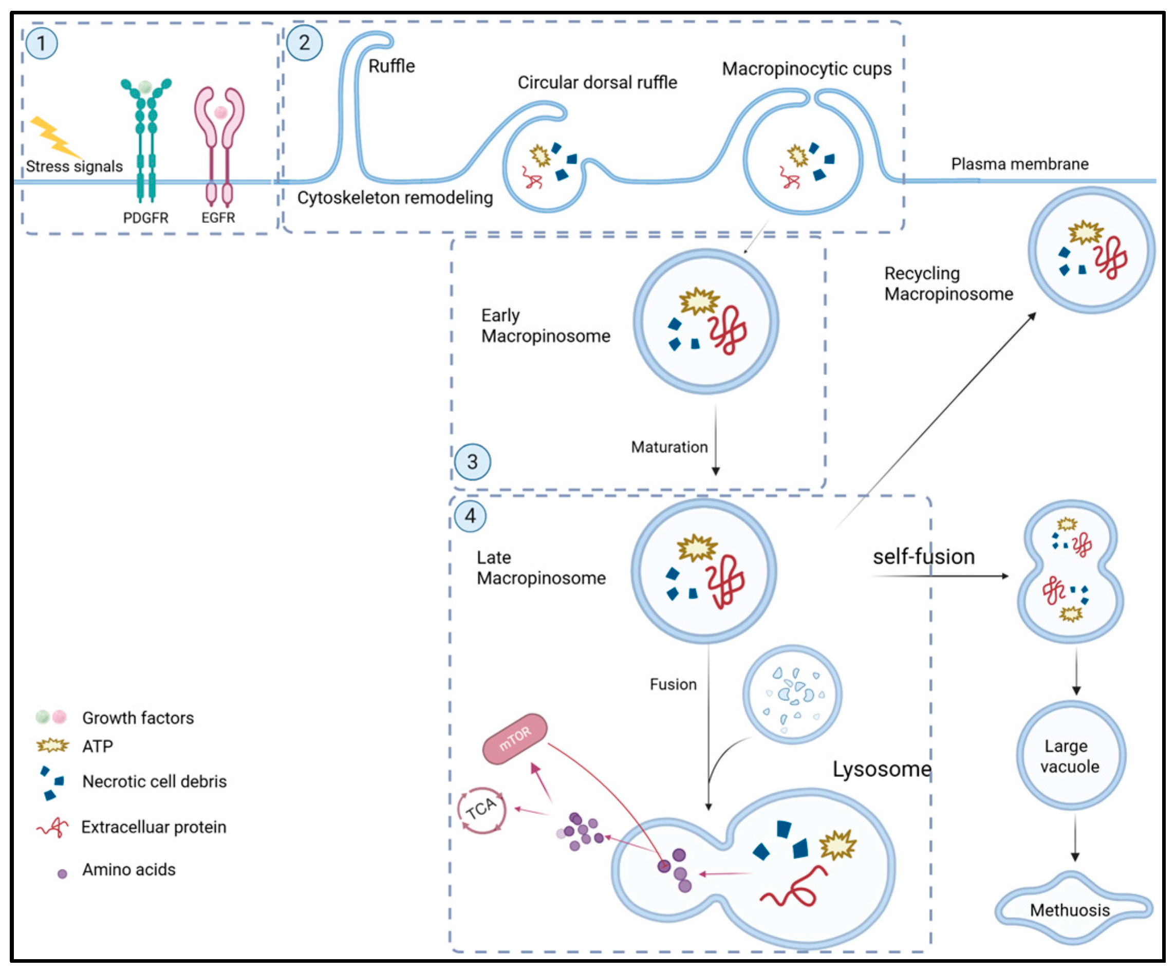 Biomolecules 15 00936 g001