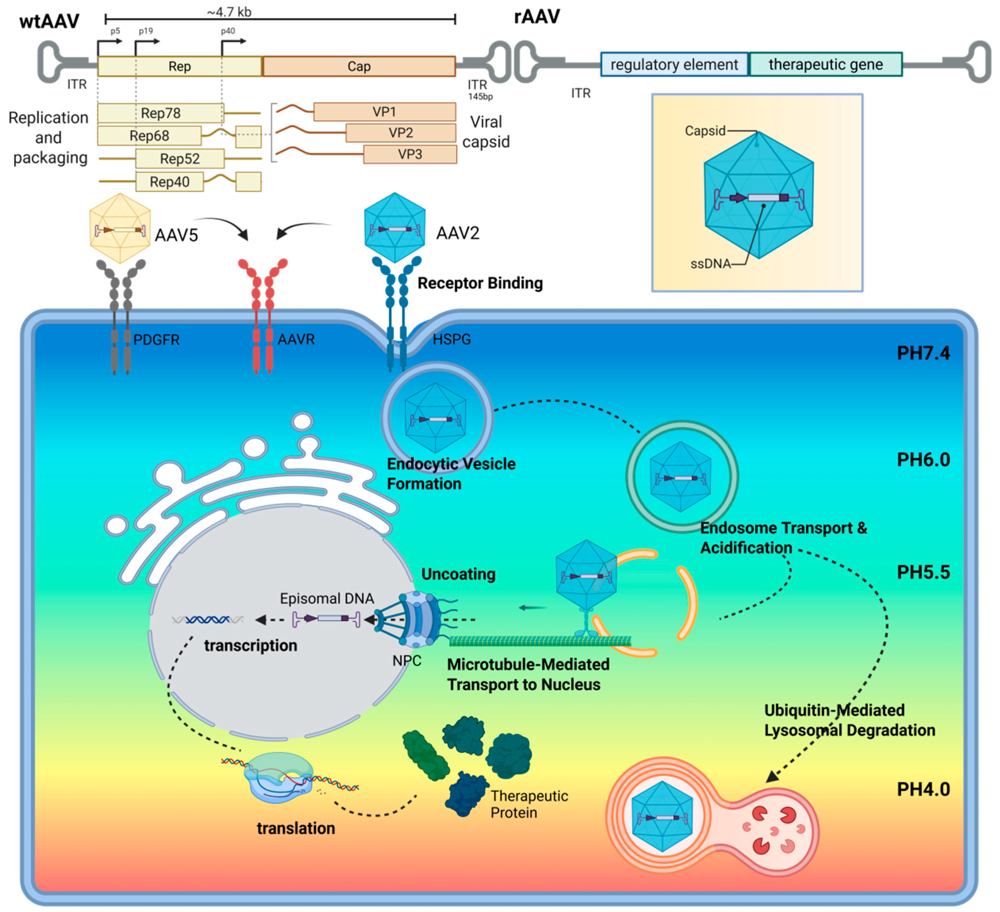 Biomolecules 15 00940 g002